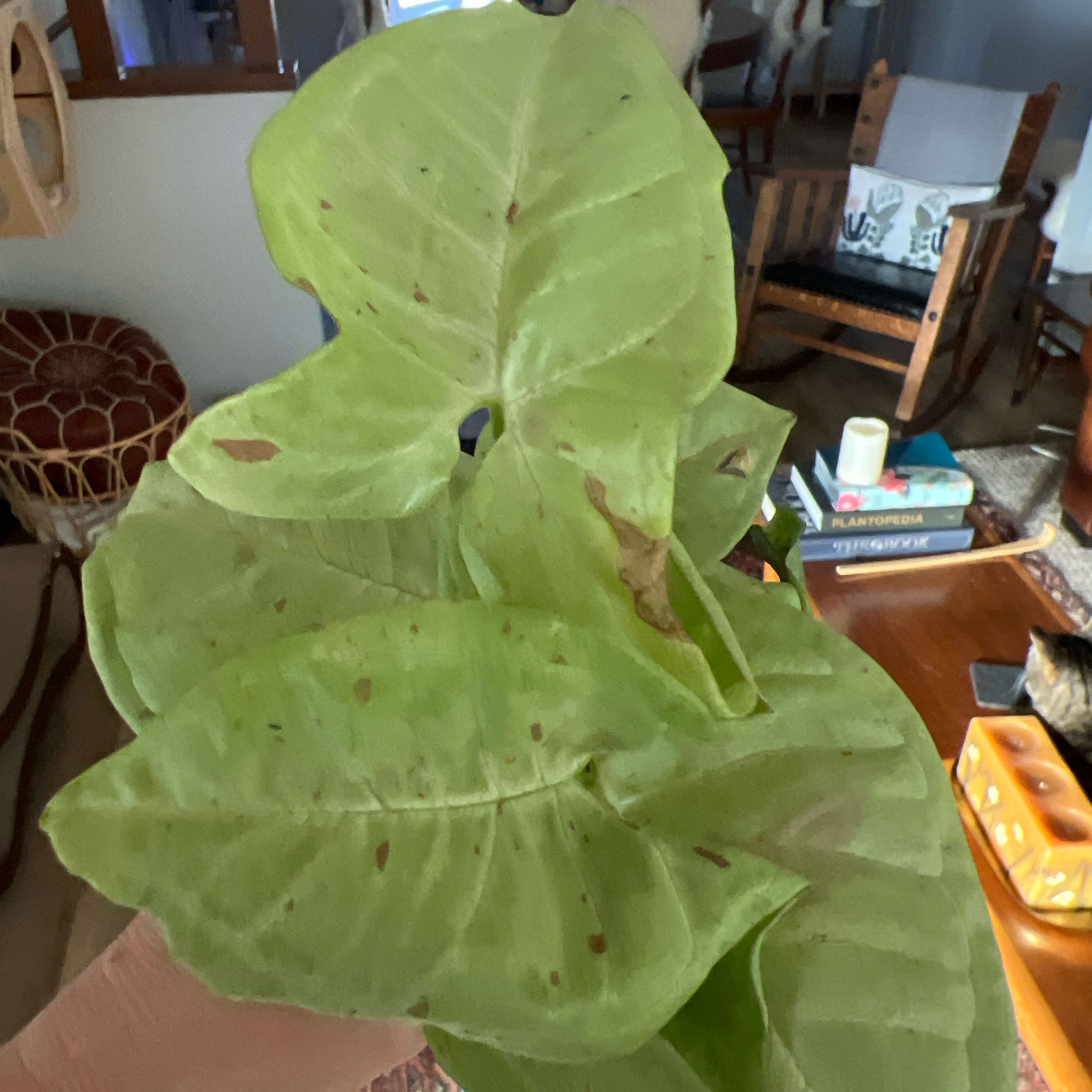 Photo of the plant species Milk Confetti by @UBRmum77 named Kobe on Greg, the plant care app