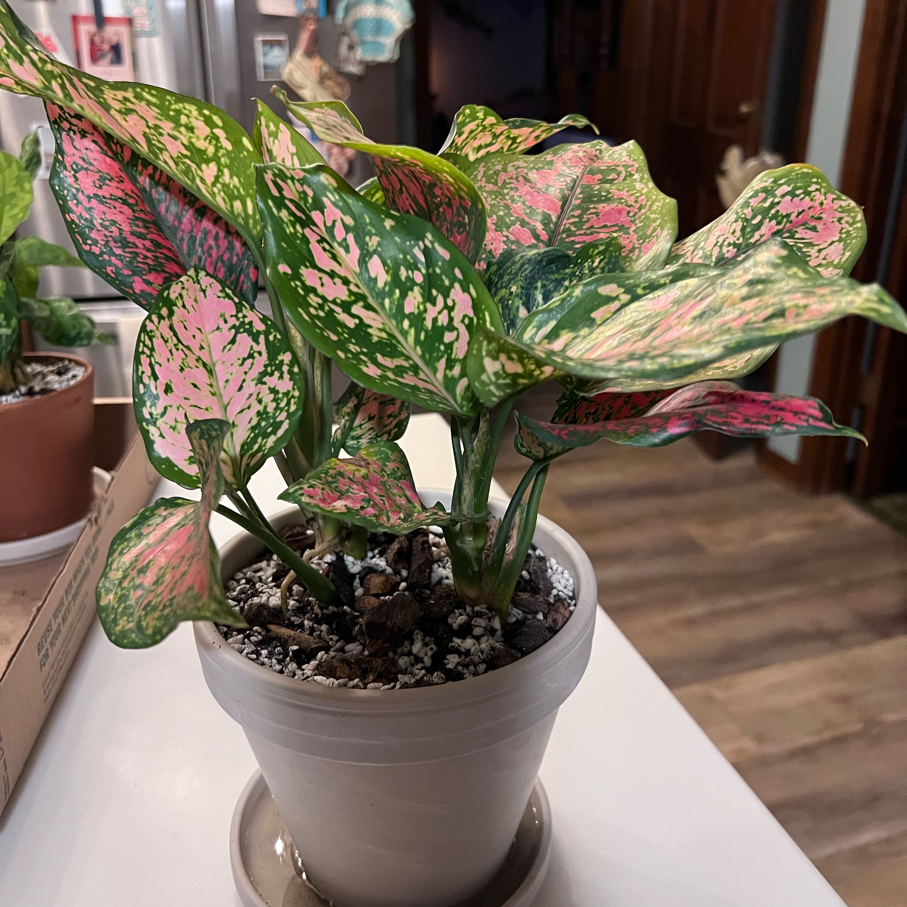 Photo of the plant species Aglaonema 'Ruby Ray' by @UBRmum77 named 红玉 (Hóng Yù) – red jade on Greg, the plant care app