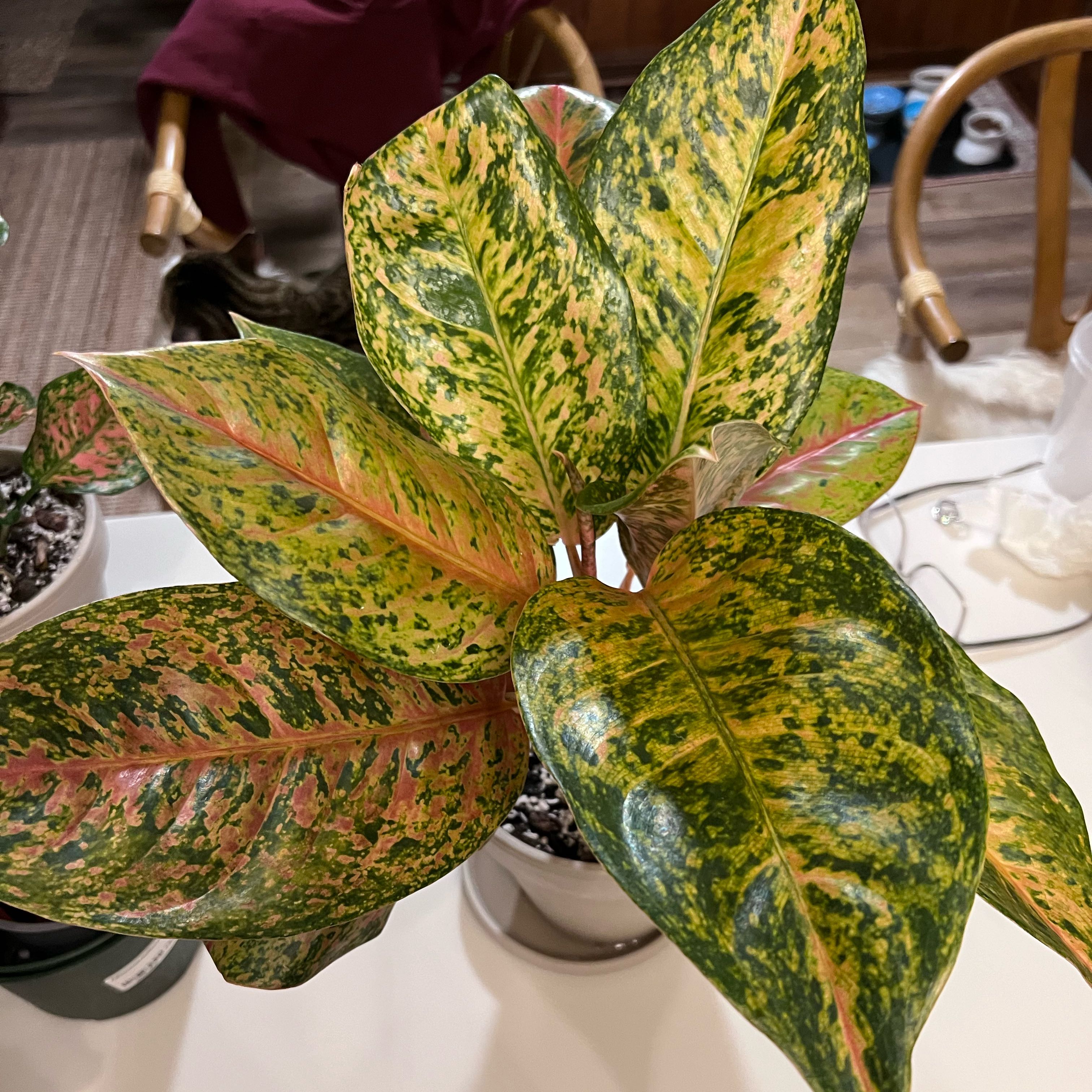 Photo of the plant species Golden Papaya Chinese Evergreen by @UBRmum77 named Solara on Greg, the plant care app