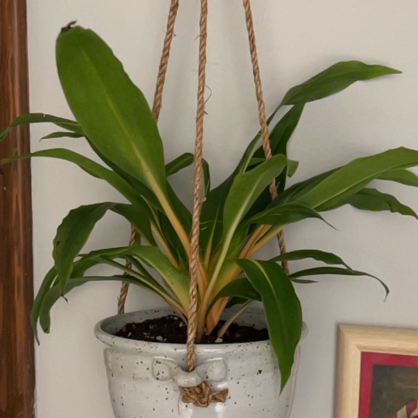 Photo of the plant species mandarin orange spider plant by @UBRmum77 named Umlilo – fire South African on Greg, the plant care app