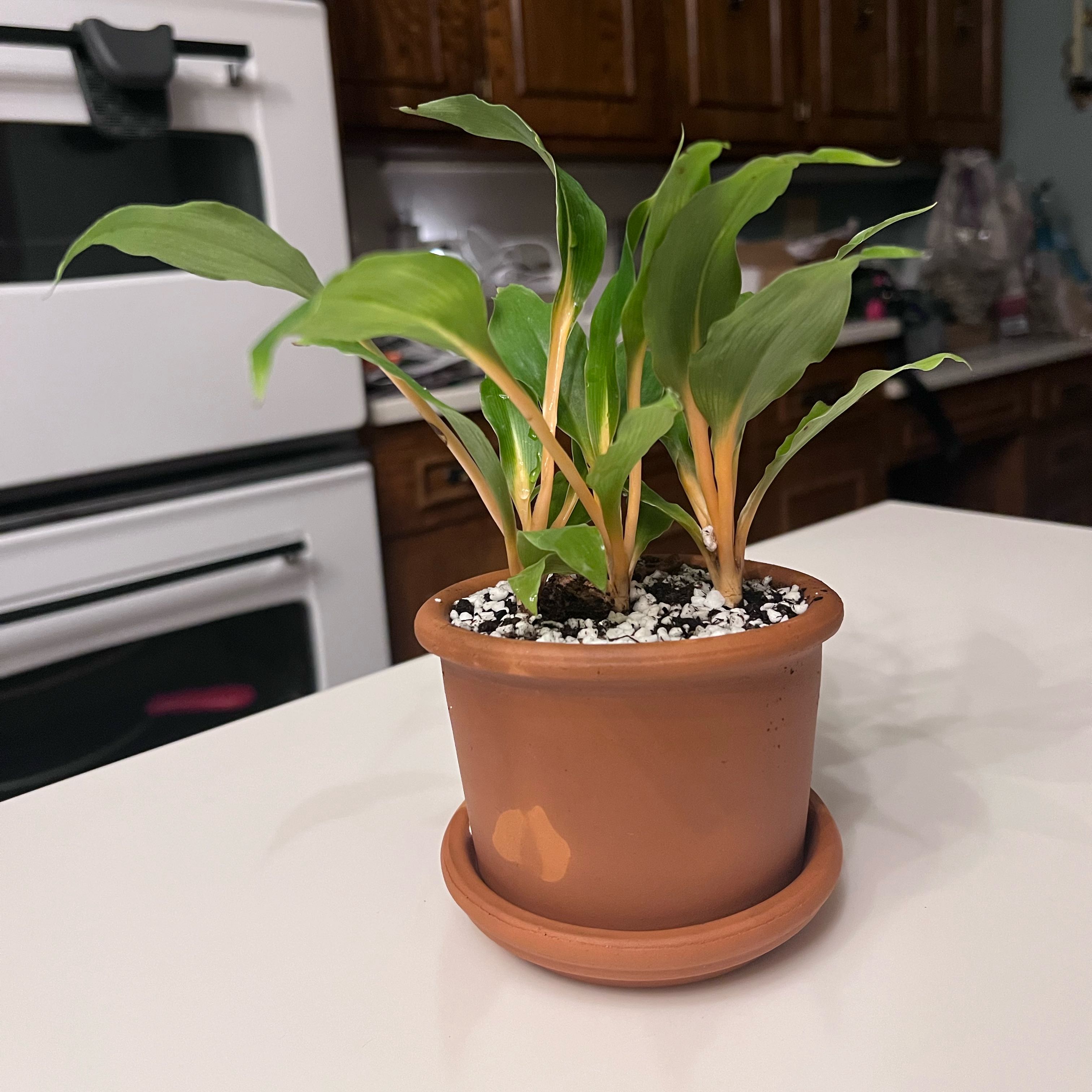 Photo of the plant species Mandarin Spider Plant by @UBRmum77 named Shawn 2 on Greg, the plant care app