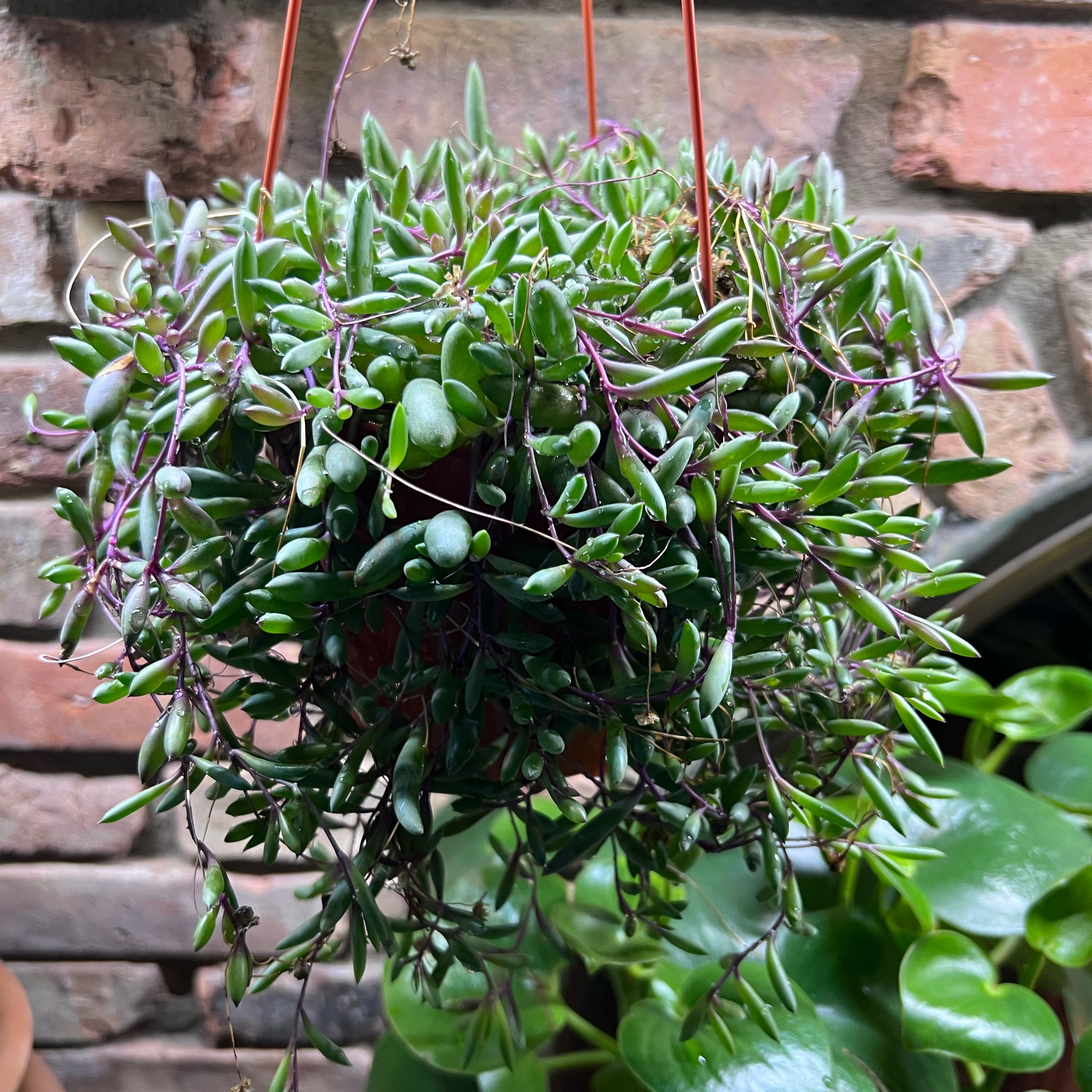 Photo of the plant species Ruby Necklace by @UBRmum77 named Nyx (Greek) – goddess of night on Greg, the plant care app