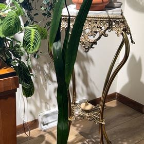 Photo of the plant species strap-leaved anthurium by @UBRmum77 named Xolotl (Aztec) guardian spirit, strong & striking on Greg, the plant care app