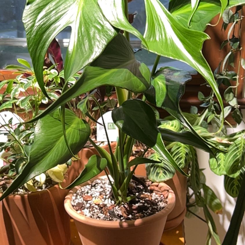 Photo of the plant species Monstera 'Burle Marx Flame' by @UBRmum77 named Chama (Portuguese for “flame”) on Greg, the plant care app