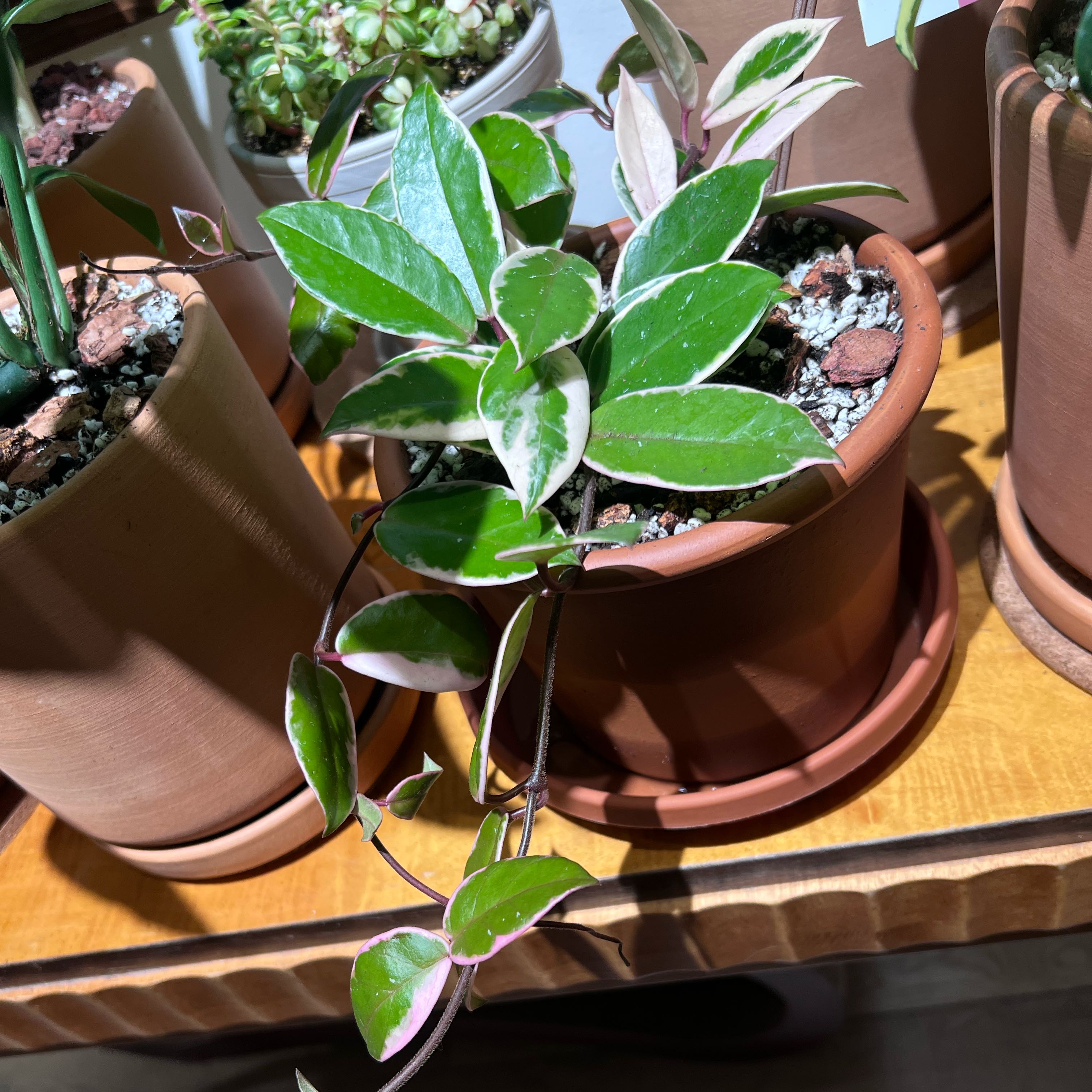 Photo of the plant species Flamingo Hoya by @UBRmum77 named Sakura (桜) — Japanese cherry blossom on Greg, the plant care app