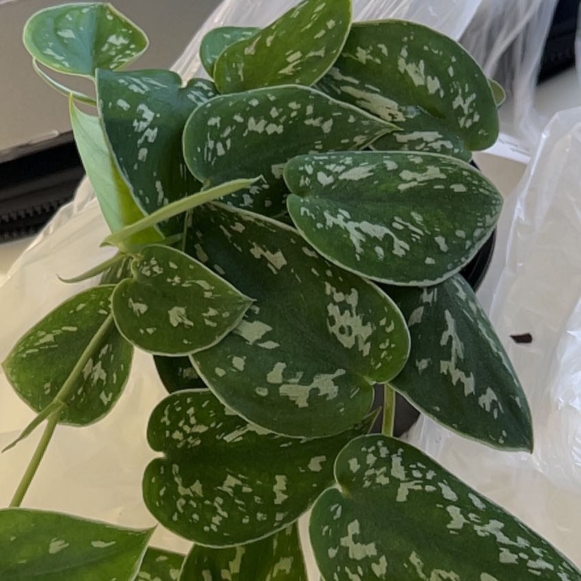 Photo of the plant species Scindapsus 'Silvery Ann' by @UBRmum77 named Taylor Swift on Greg, the plant care app
