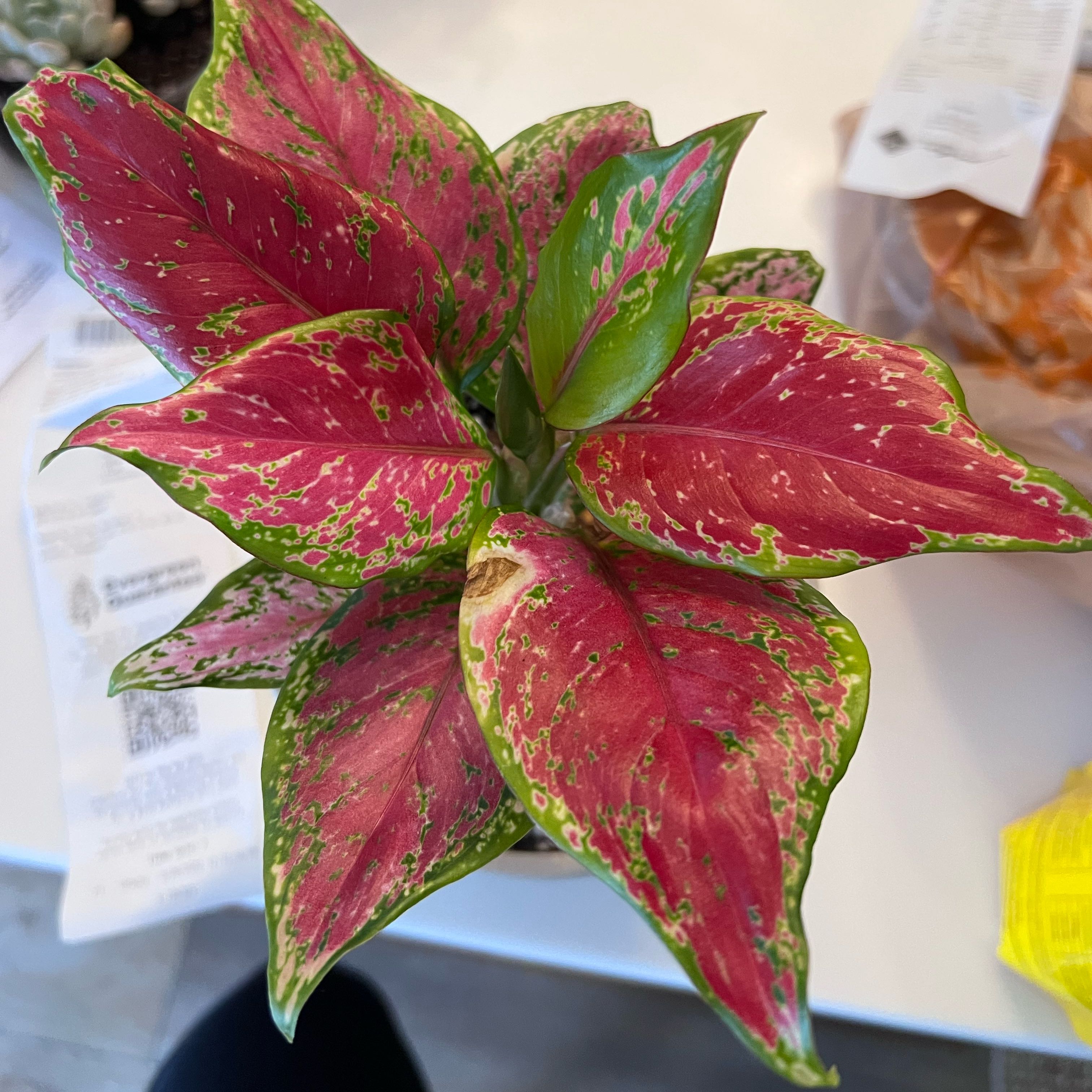 Photo of the plant species Aglaonema 'Thai Red' by @UBRmum77 named Daeng (แดง) → Red Thai inspired on Greg, the plant care app