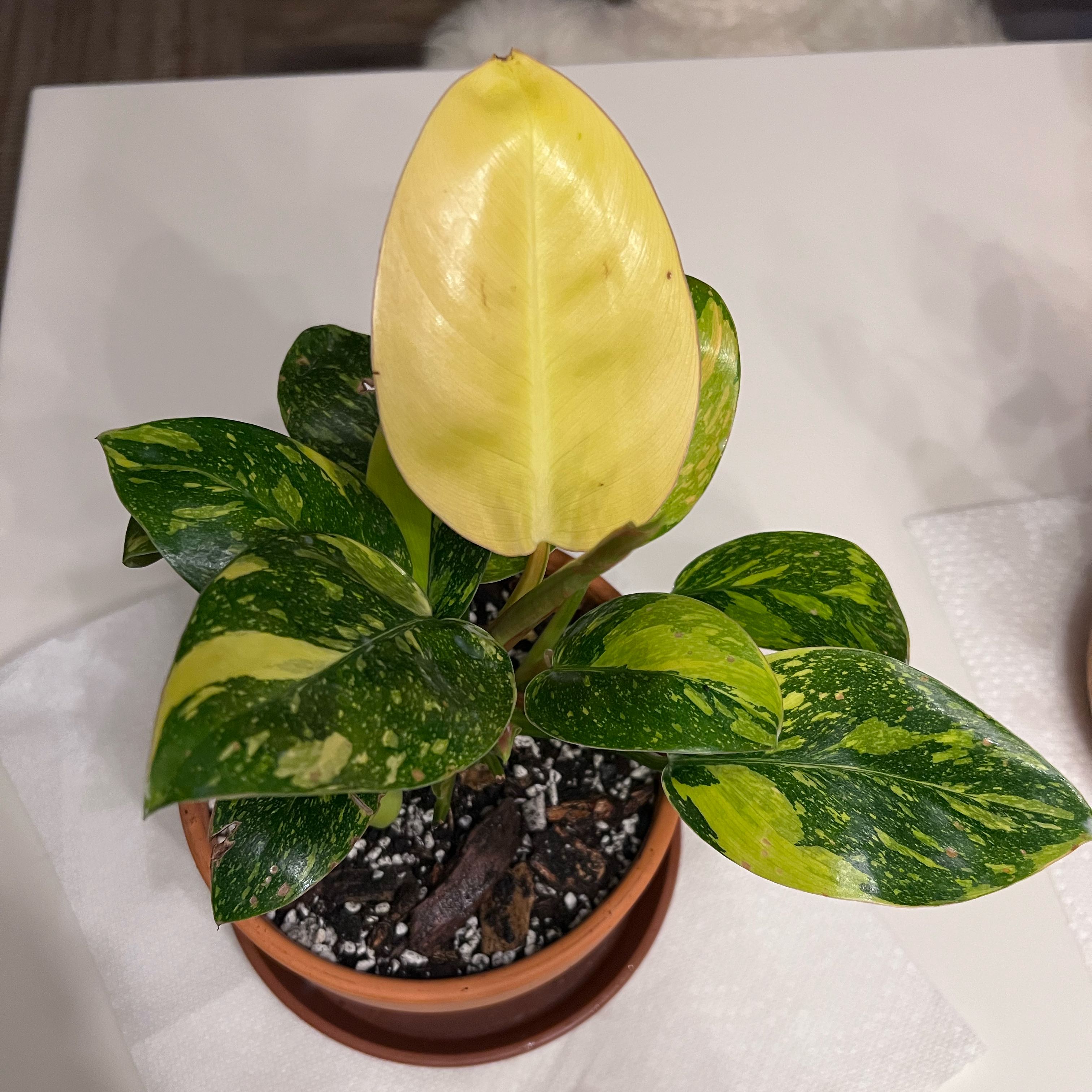 Photo of the plant species Variegated Green Congo Philodendron by @UBRmum77 named Zuri (Swahili) – “beautiful” on Greg, the plant care app