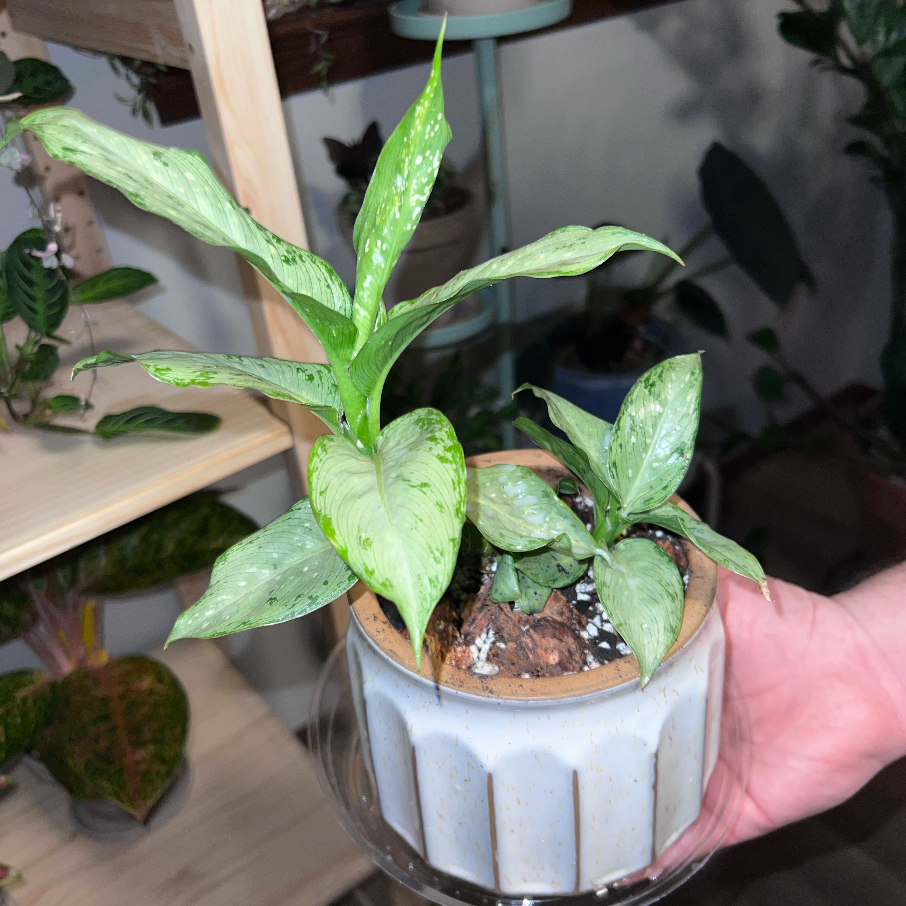 Photo of the plant species Dieffenbachia Snow by @UBRmum77 named Queen on Greg, the plant care app