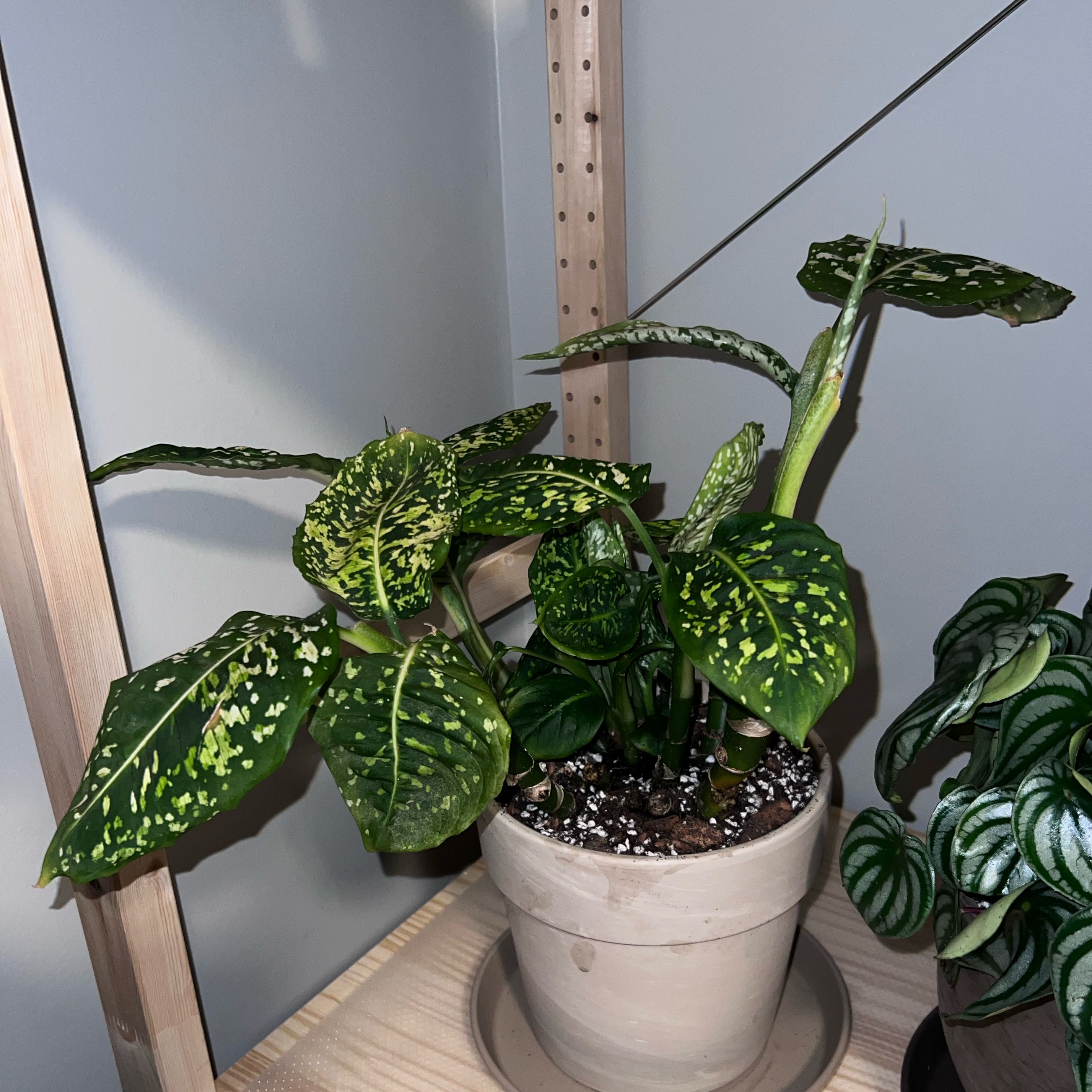 Photo of the plant species Dumb Cane 'Reflector' by @UBRmum77 named Captain Plant-it on Greg, the plant care app