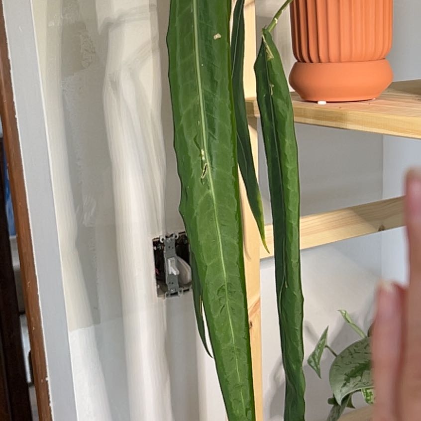 Photo of the plant species Palidiforum by @UBRmum77 named Ronaldo on Greg, the plant care app