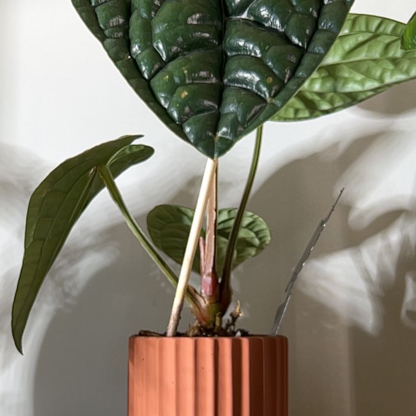 Photo of the plant species Anthurium Luxurians by @UBRmum77 named Doja Cat on Greg, the plant care app