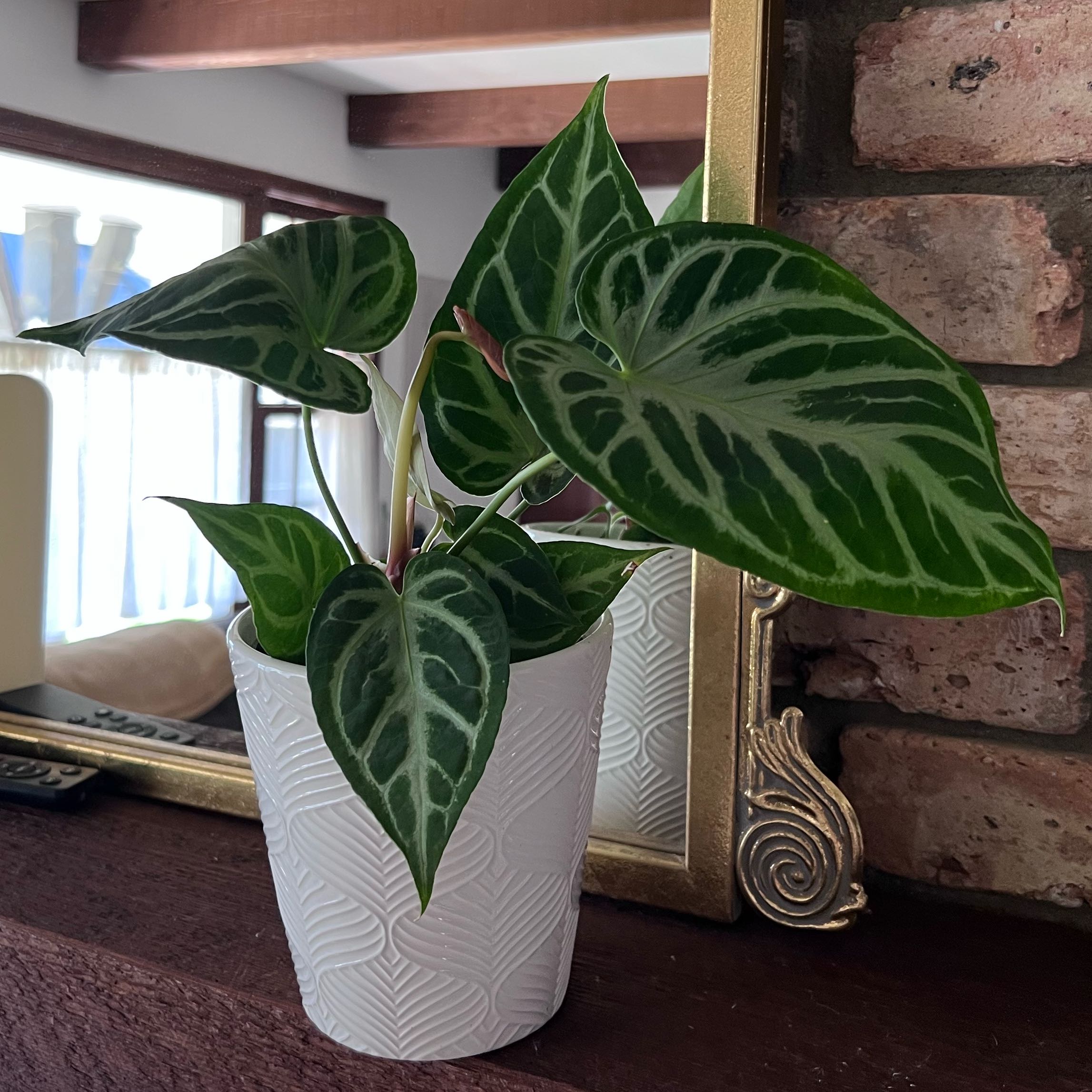 Photo of the plant species Anthurium Hybrid 'Heart's Desire' by @UBRmum77 named Hearts Desire on Greg, the plant care app