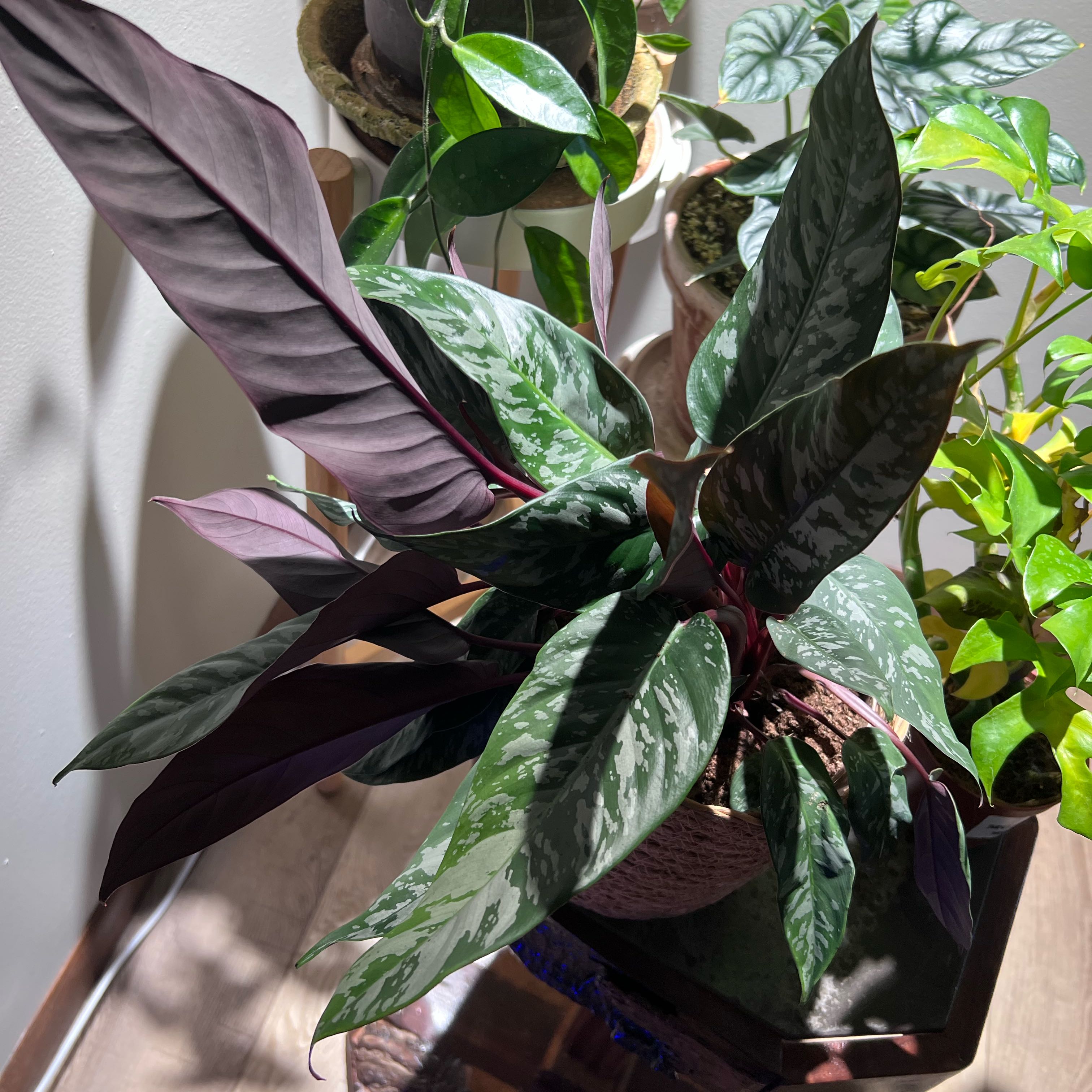 Photo of the plant species Apoballis acuminatissima 'Lavallaei' by @UBRmum77 named Rimba — Malay, “jungle” 🌿 on Greg, the plant care app