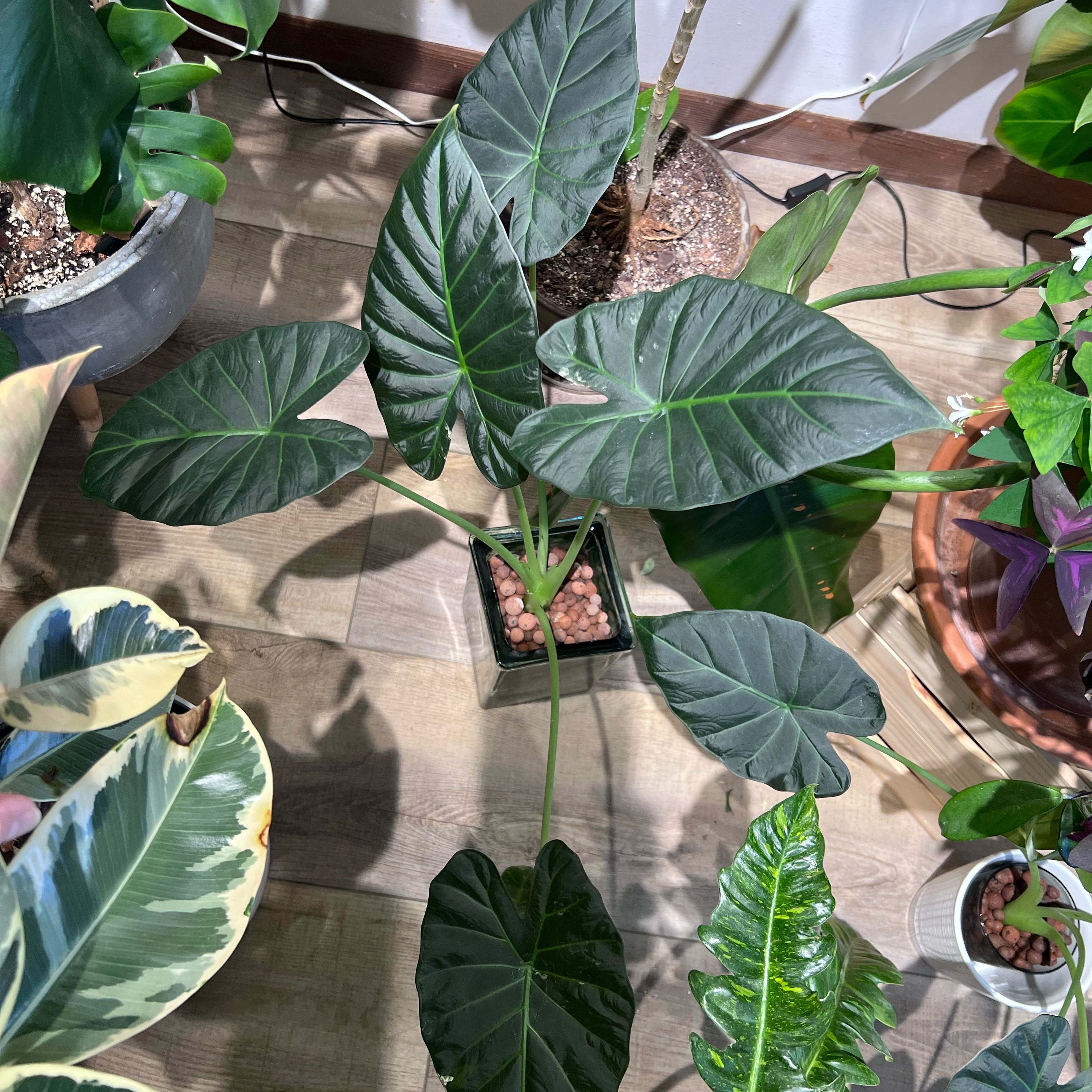 Photo of the plant species Alocasia 'Regal Shield' (variegated form) by @UBRmum77 named Aegis — Greek, “shield,” mythic and powerful on Greg, the plant care app