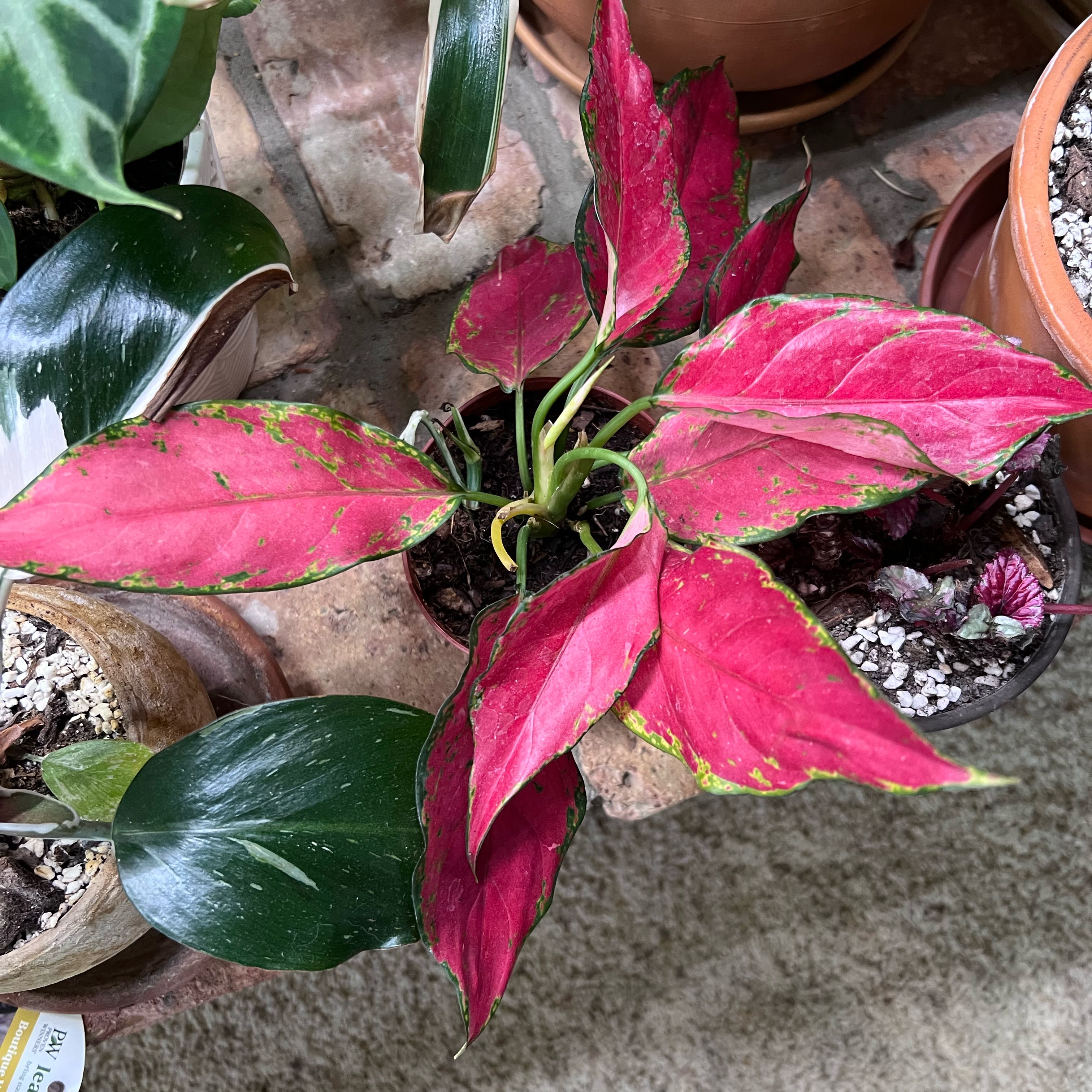 Photo of the plant species Aglaonema Rubi Garuda by @UBRmum77 named Rohana (Sanskrit) – growth/red tones on Greg, the plant care app