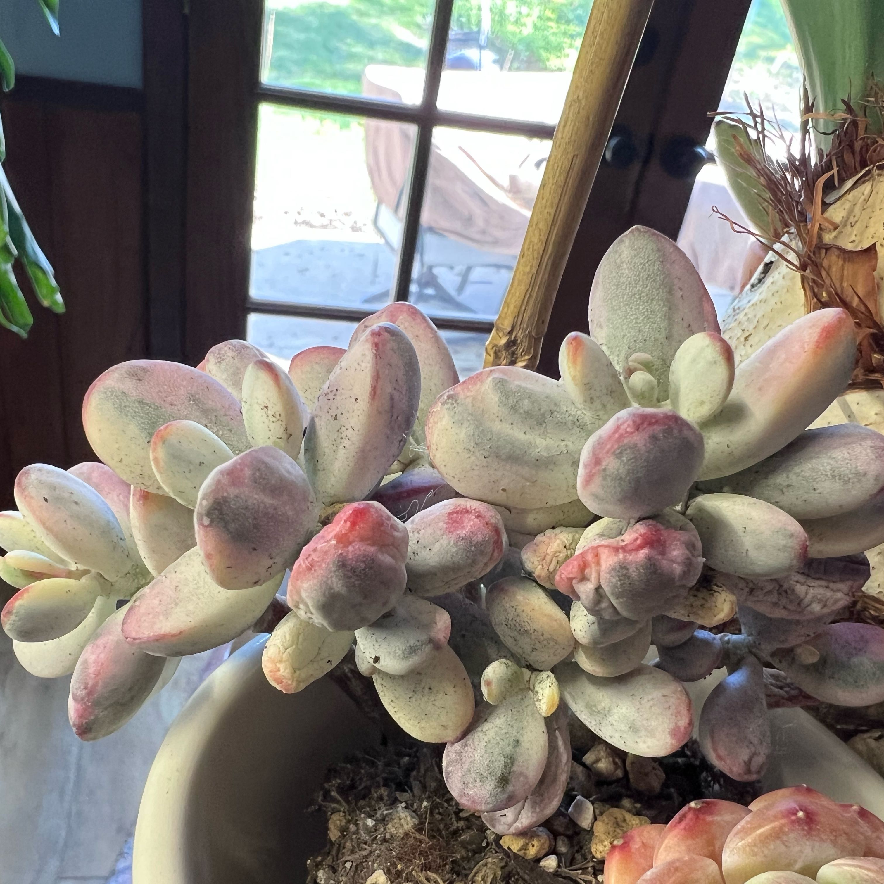 Photo of the plant species Pachyphytum oviferum by @UBRmum77 named Selene (Greek moon goddess) on Greg, the plant care app