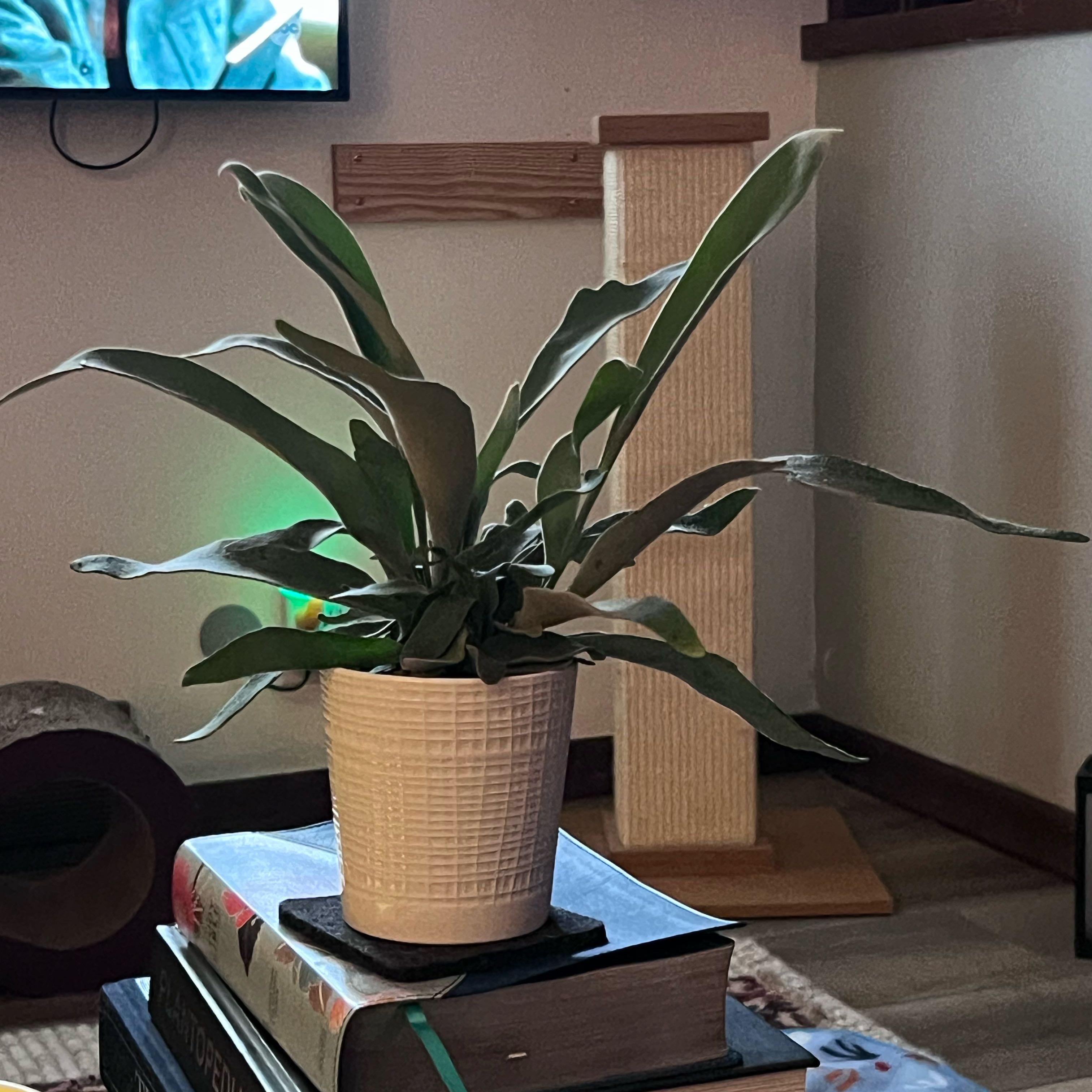 Photo of the plant species platycerium netherlands by @UBRmum77 named Sword on Greg, the plant care app