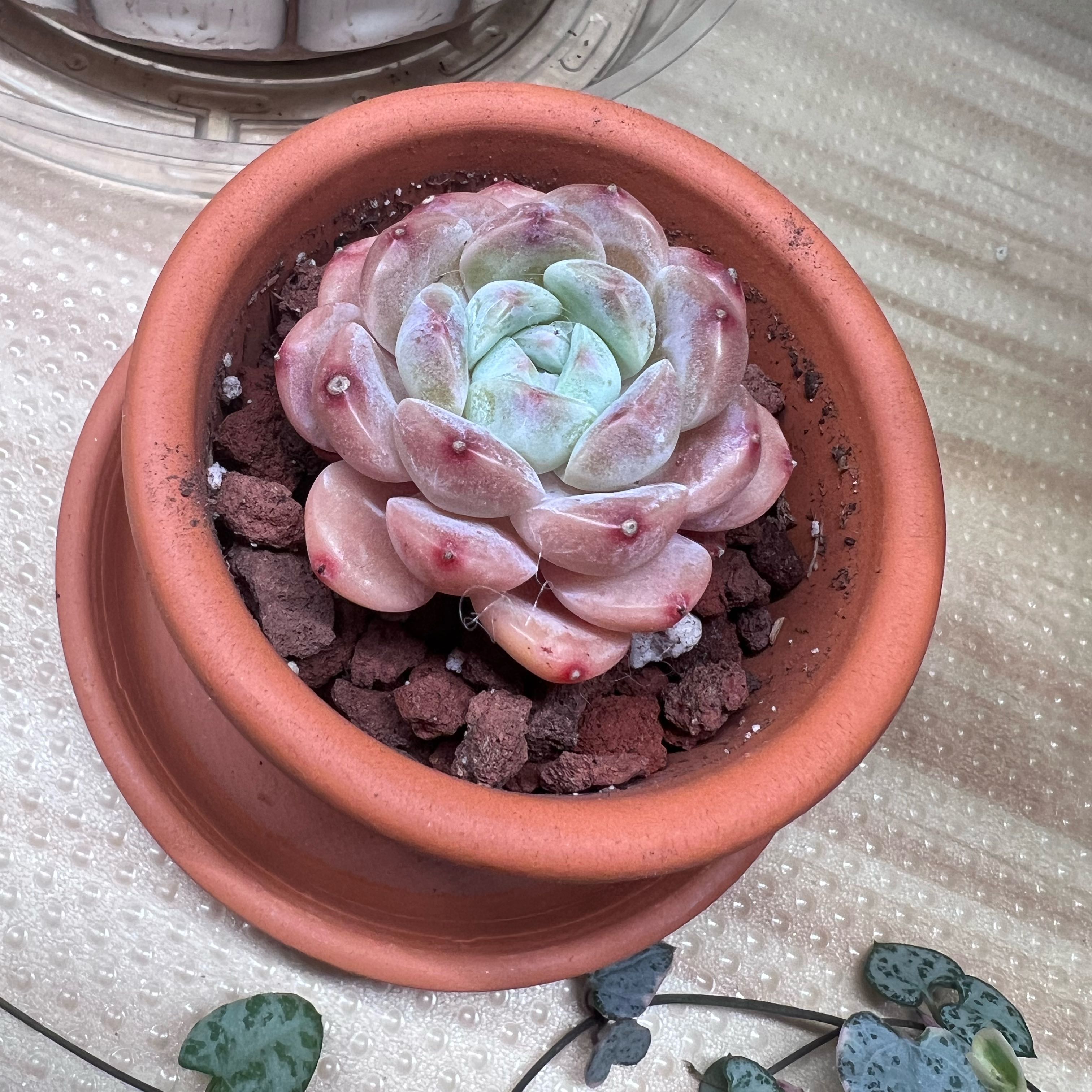 Photo of the plant species Strawberry Echeveria by @UBRmum77 named Elina on Greg, the plant care app