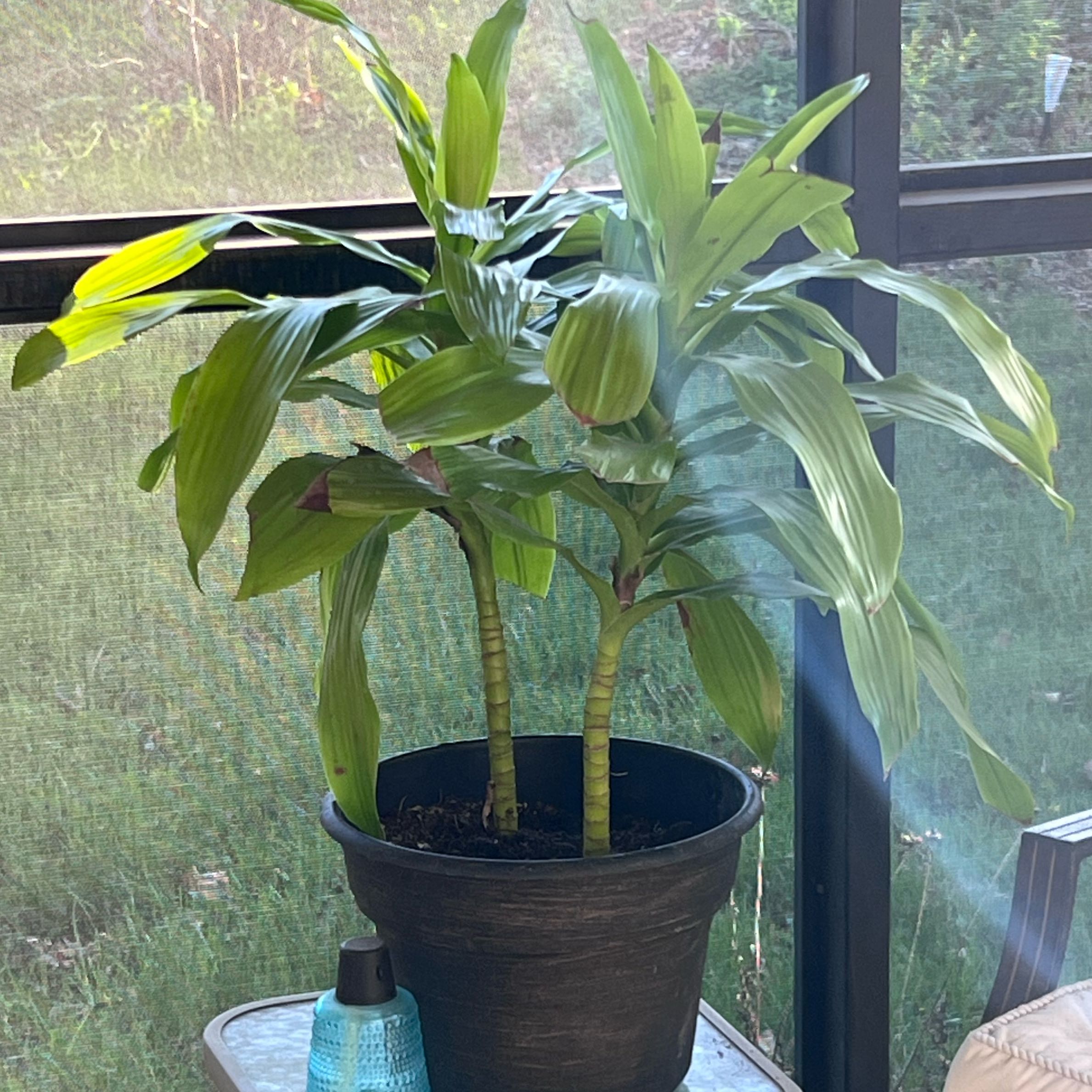 Photo of the plant species Dracaena Limelight by @UBRmum77 named Beckham on Greg, the plant care app