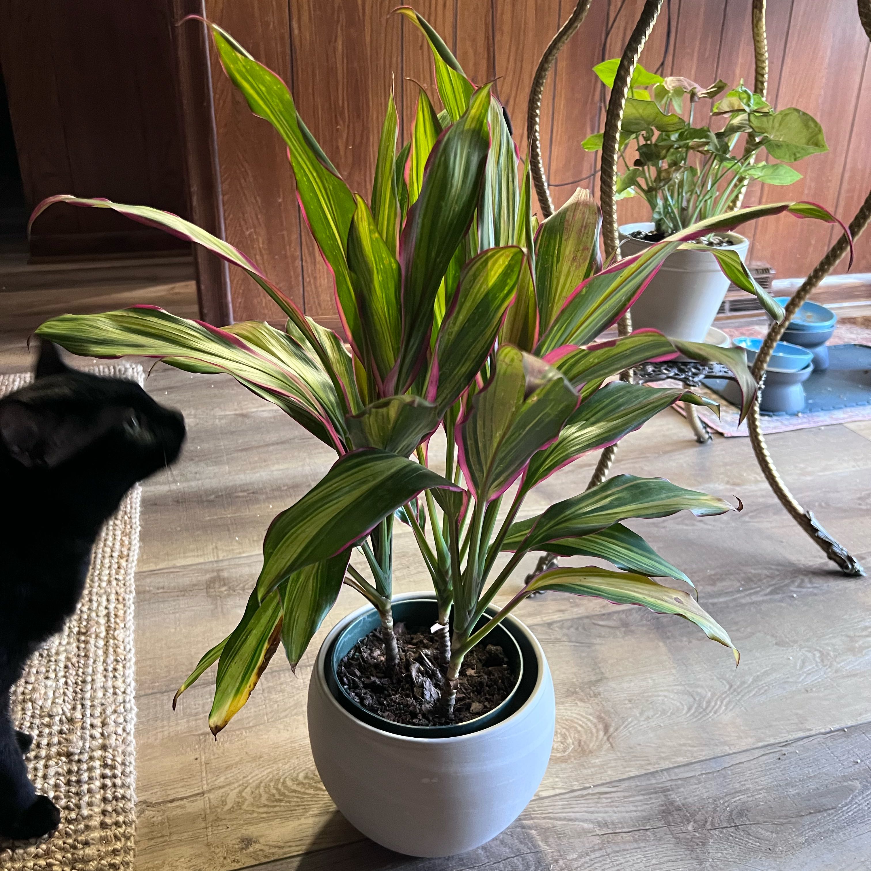 Photo of the plant species Drácena Kiwi by @UBRmum77 named Terra on Greg, the plant care app