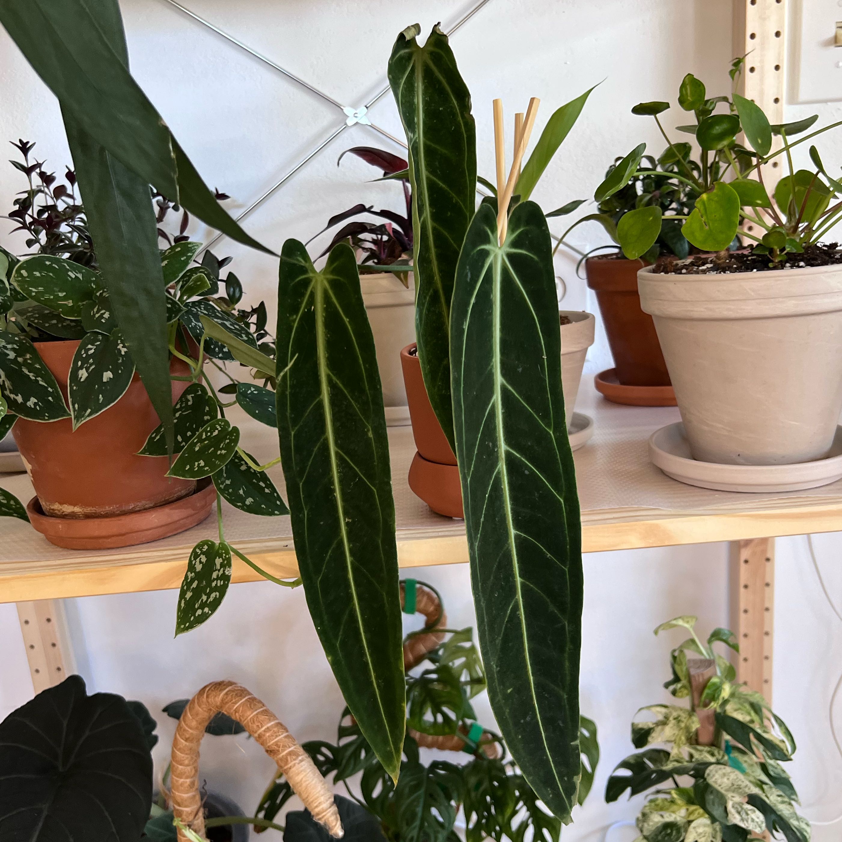 Photo of the plant species Anthurium warocqueanum by @UBRmum77 named Xena on Greg, the plant care app