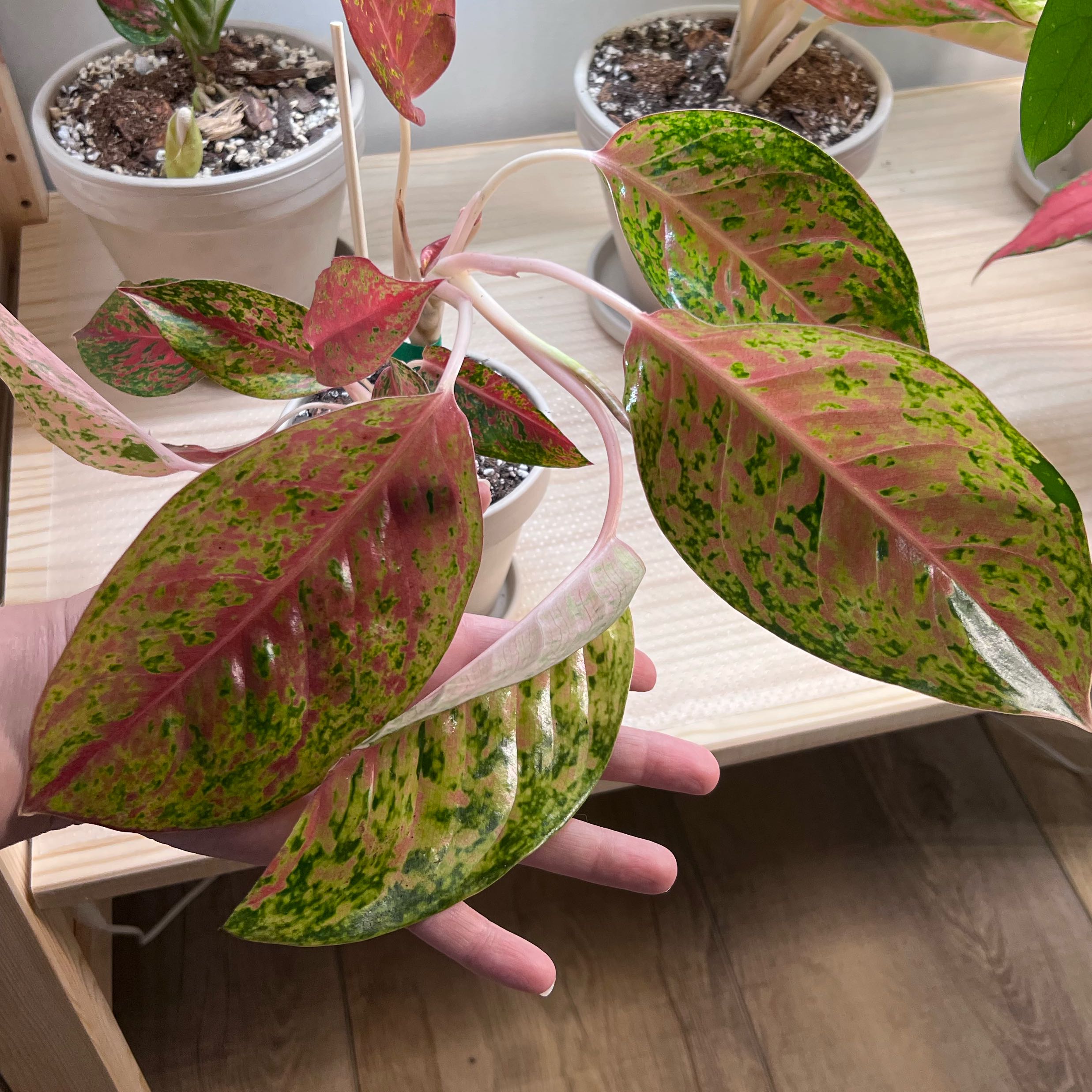 Photo of the plant species Aglaonema 'Pink' by @UBRmum77 named Kendall on Greg, the plant care app