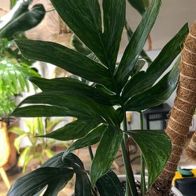 Photo of the plant species KHALEESI by @UBRmum77 named Khaleesi on Greg, the plant care app