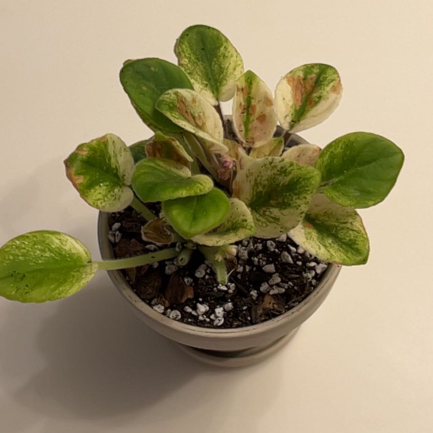 Photo of the plant species Variegated African Violet by @UBRmum77 named Var African Violet on Greg, the plant care app