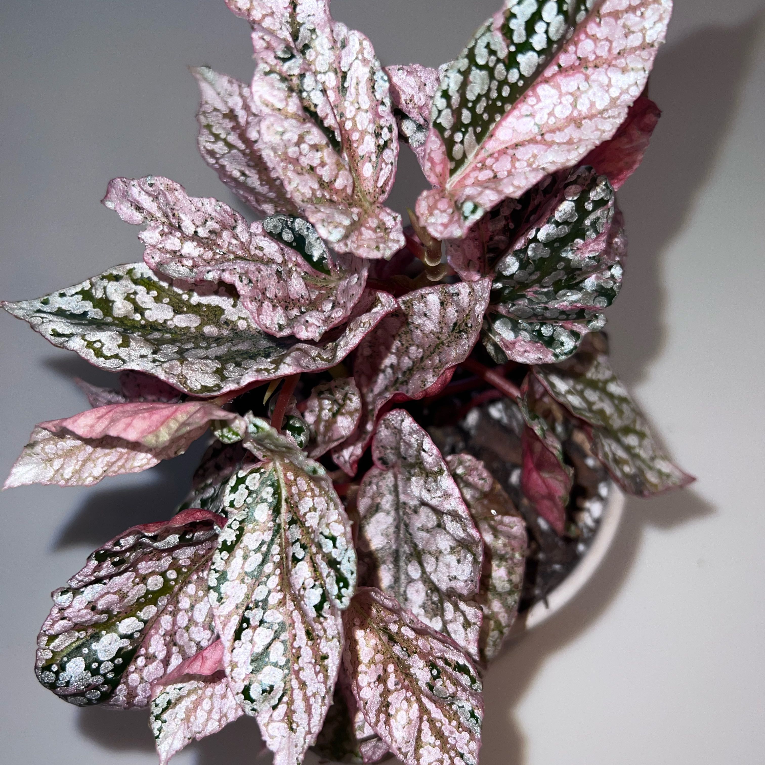 Photo of the plant species Begonia 'Snowcap' by @UBRmum77 named Snowcap ❄️🏔️ on Greg, the plant care app