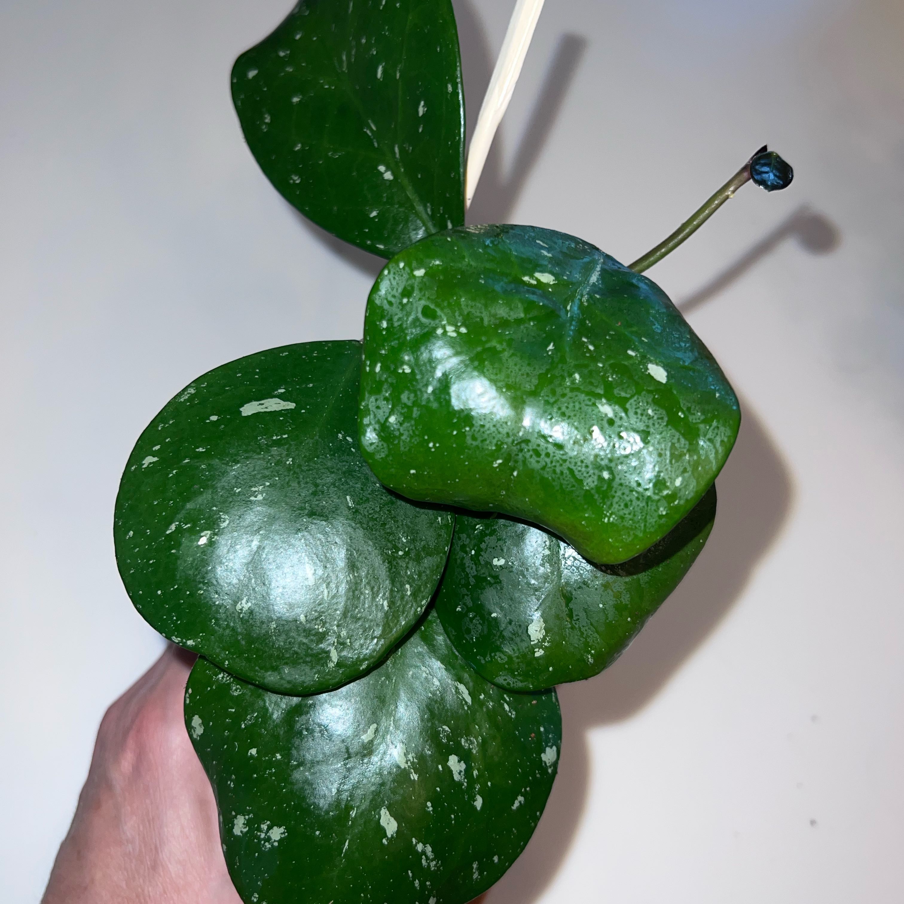 Photo of the plant species Splash Hoya Obovata by @UBRmum77 named Wall-E on Greg, the plant care app