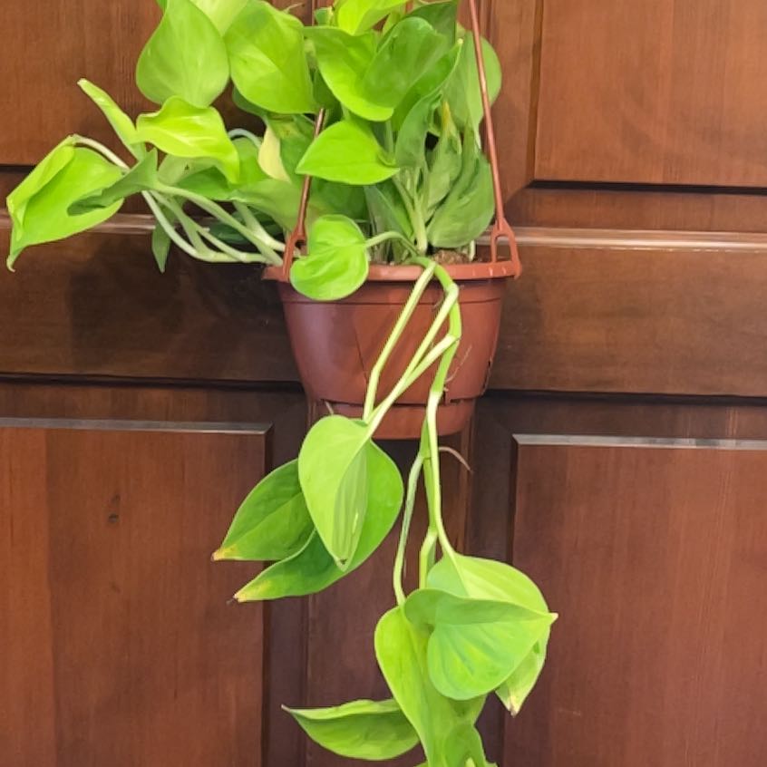 Photo of the plant species Epipremnum aureum 'Champs São Paulo' by @UBRmum77 named Champ São Paulo on Greg, the plant care app