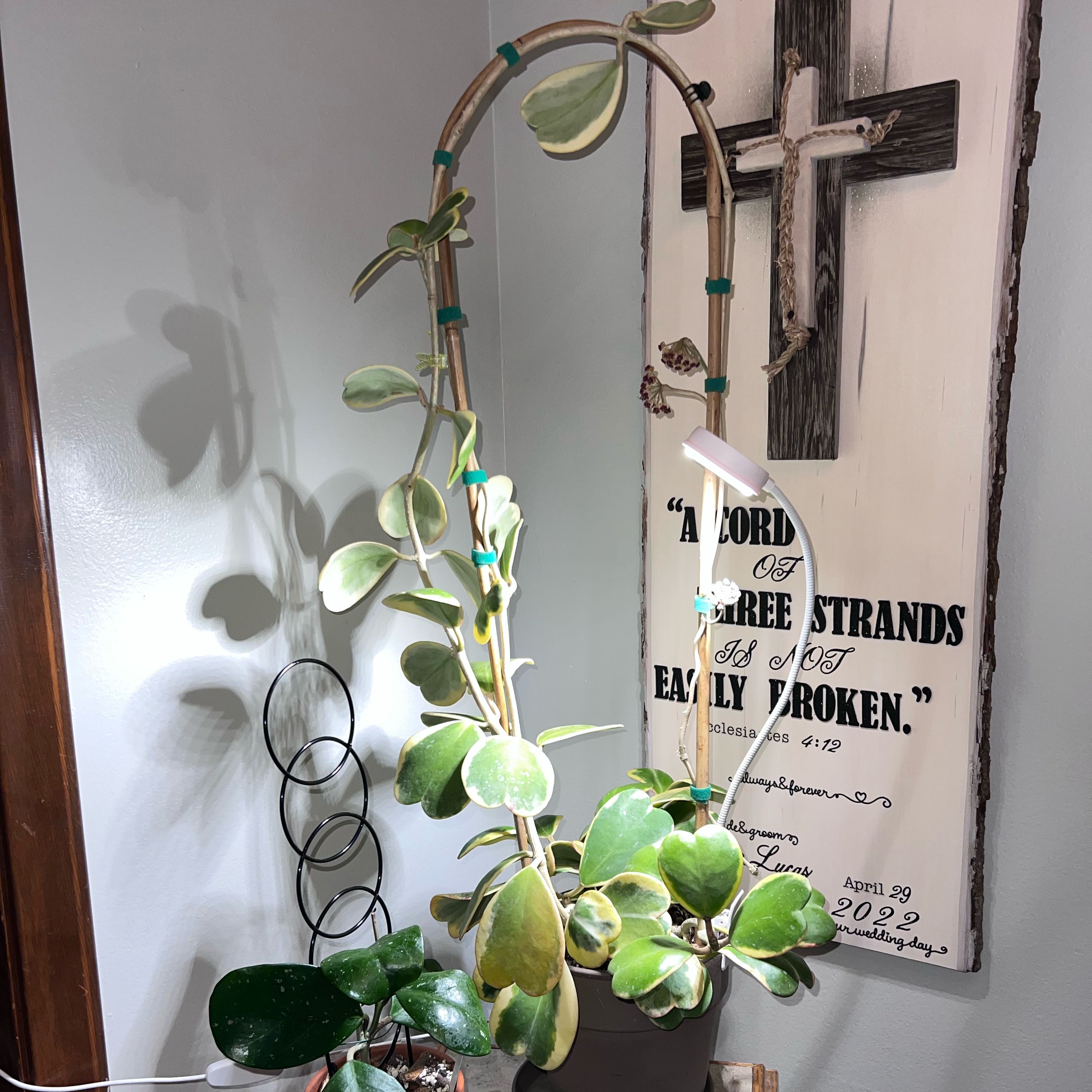 Photo of the plant species Variegated Heart Leaf Hoya by @UBRmum77 named Sweatheart 💚💛 on Greg, the plant care app