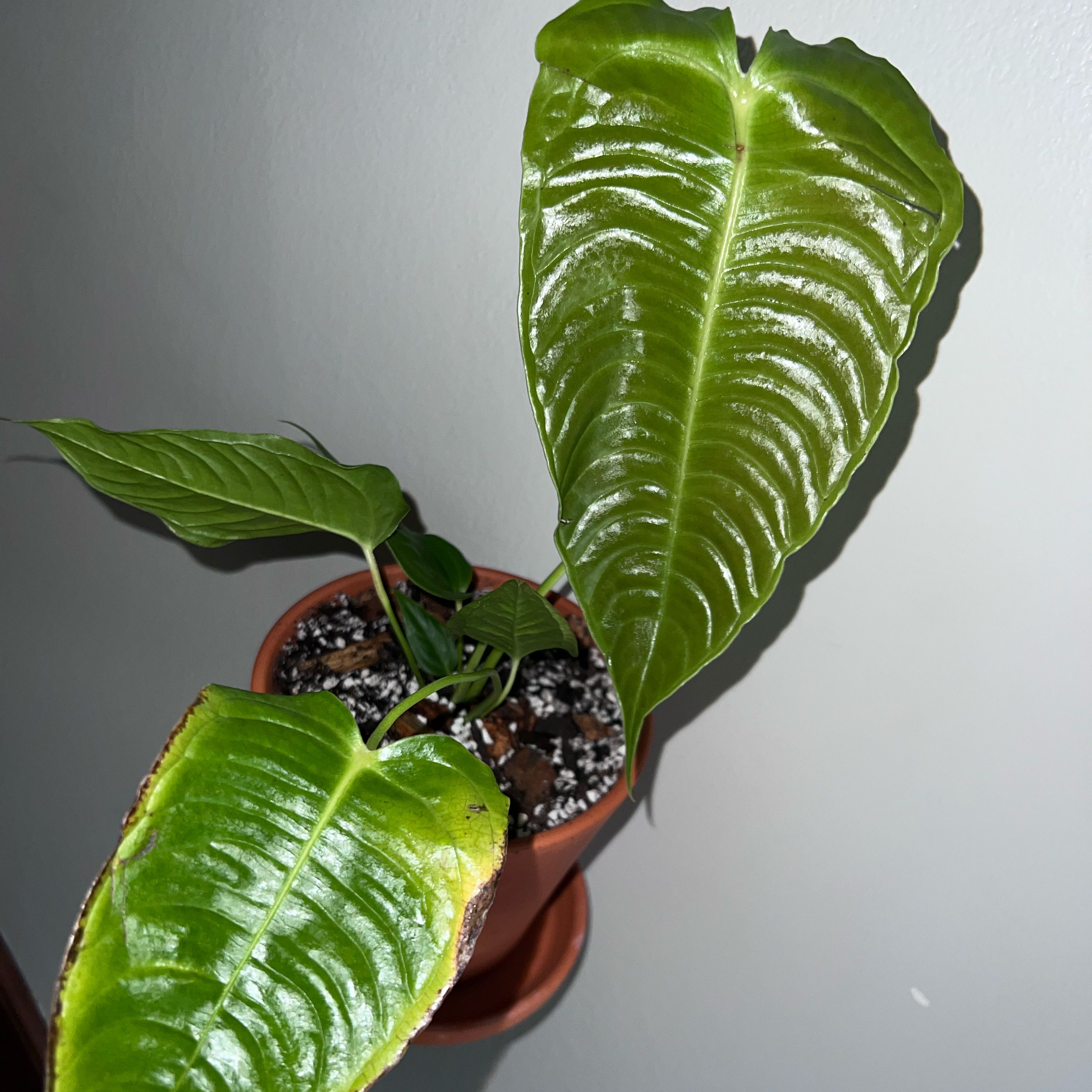 Photo of the plant species Anthurium veitchii by @UBRmum77 named Veitchii on Greg, the plant care app