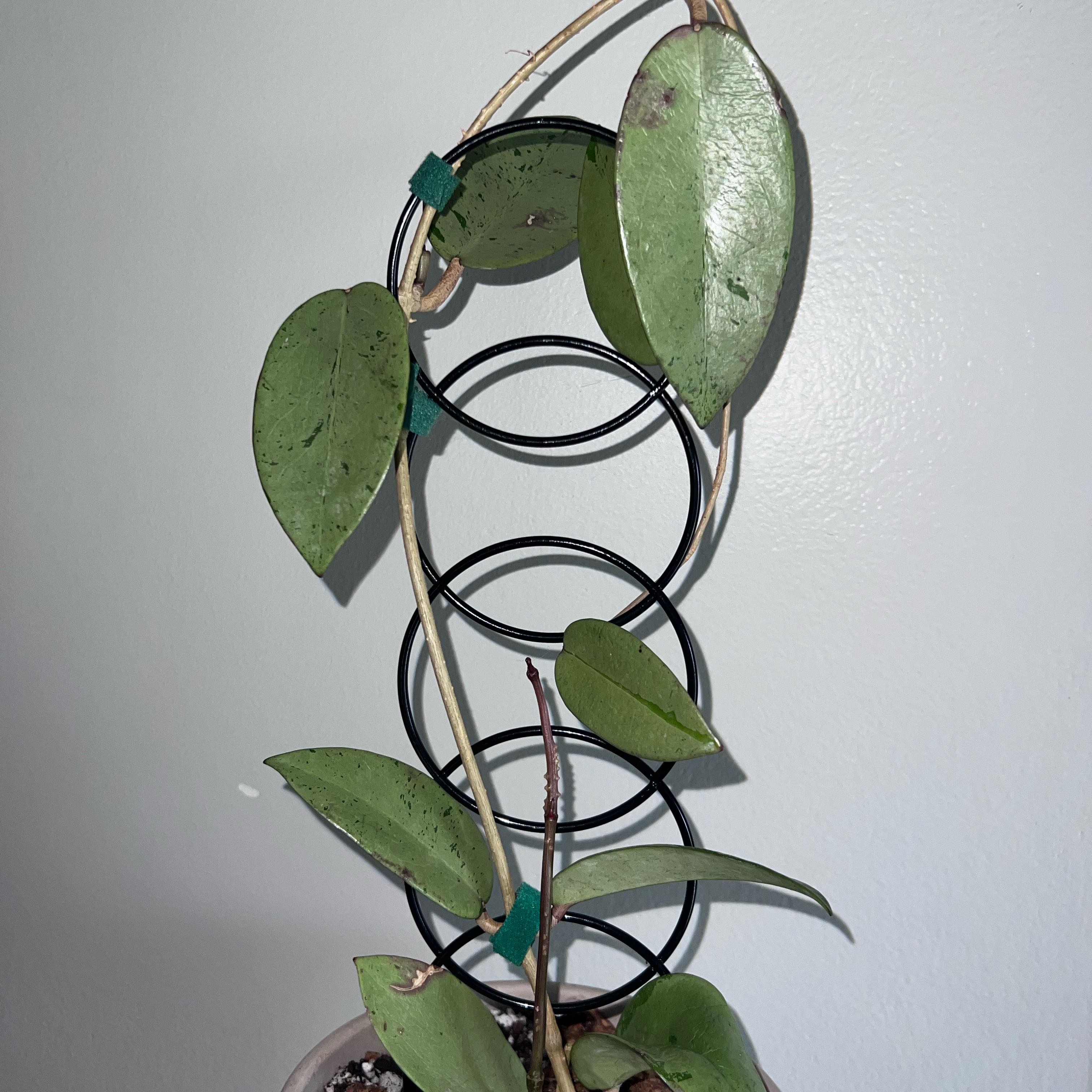 Photo of the plant species Hoya Silver Dollar by @UBRmum77 named Silver Dollar on Greg, the plant care app