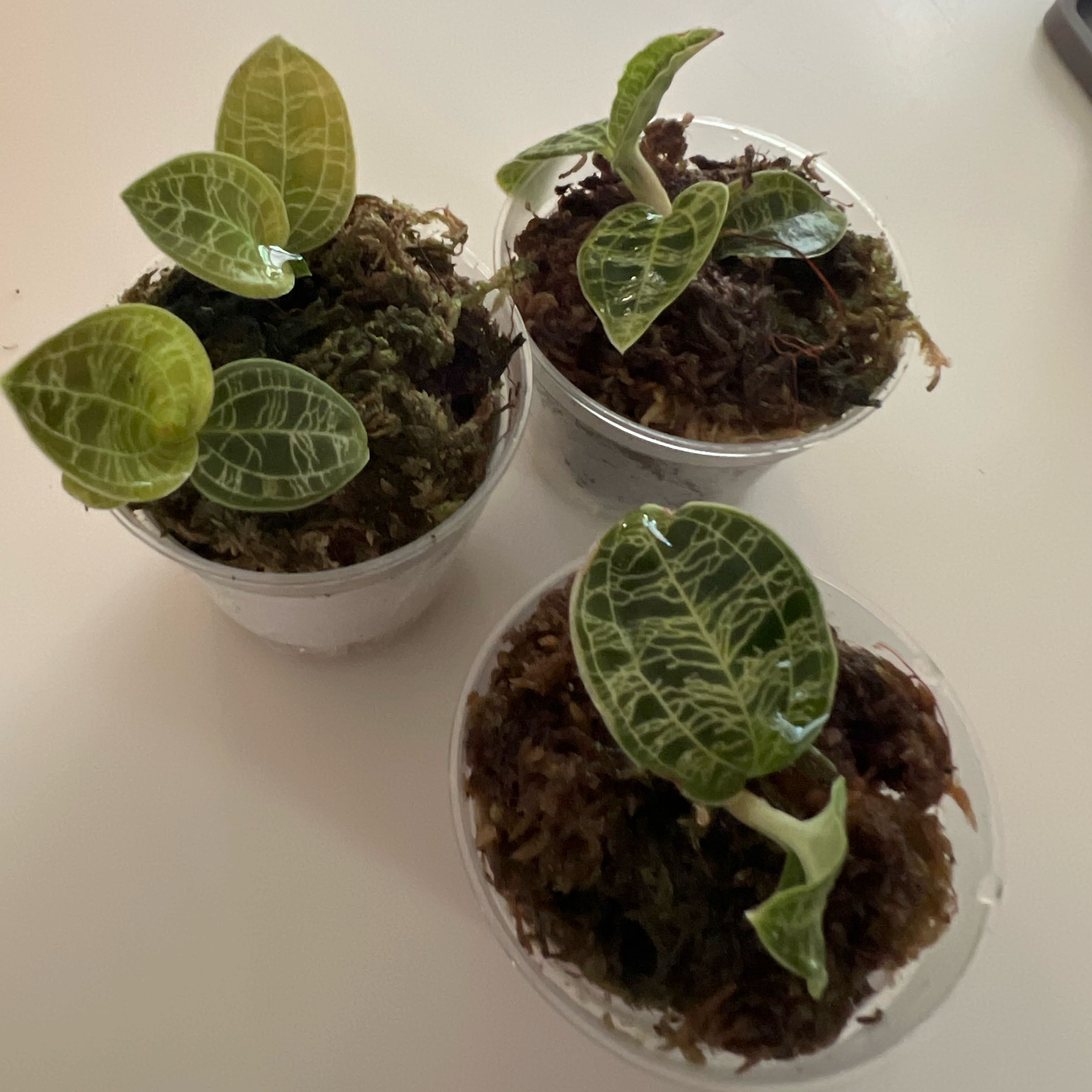 Photo of the plant species Lightning Bolt Jewel Orchid by @UBRmum77 named Macodes on Greg, the plant care app