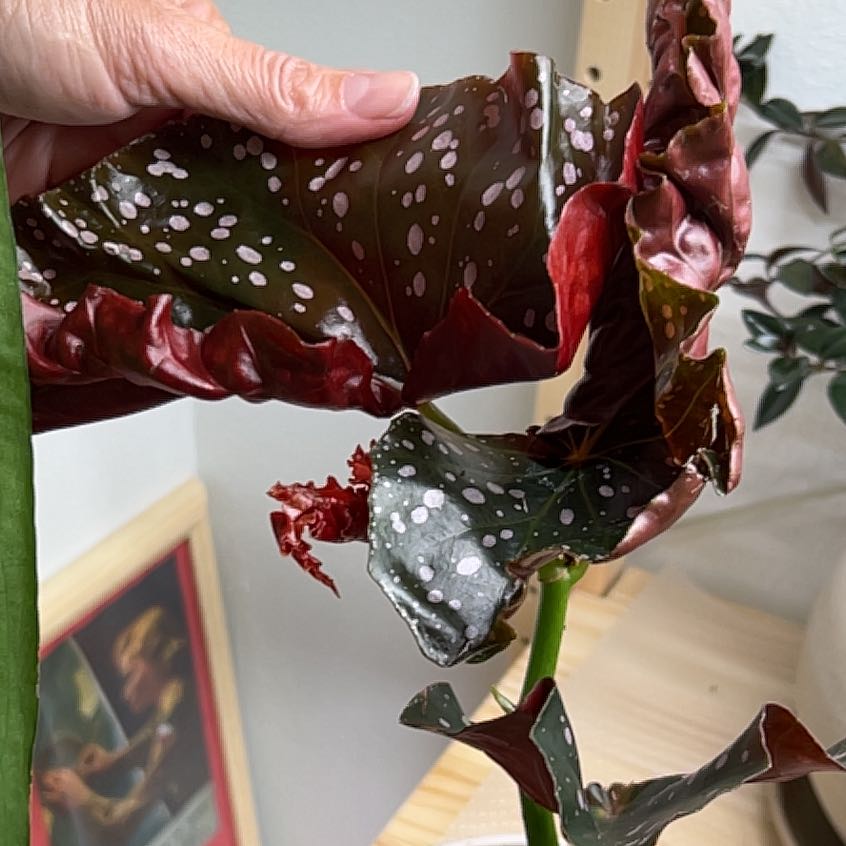 Photo of the plant species Begonia Cracklin Rosie by @UBRmum77 named Rosie on Greg, the plant care app