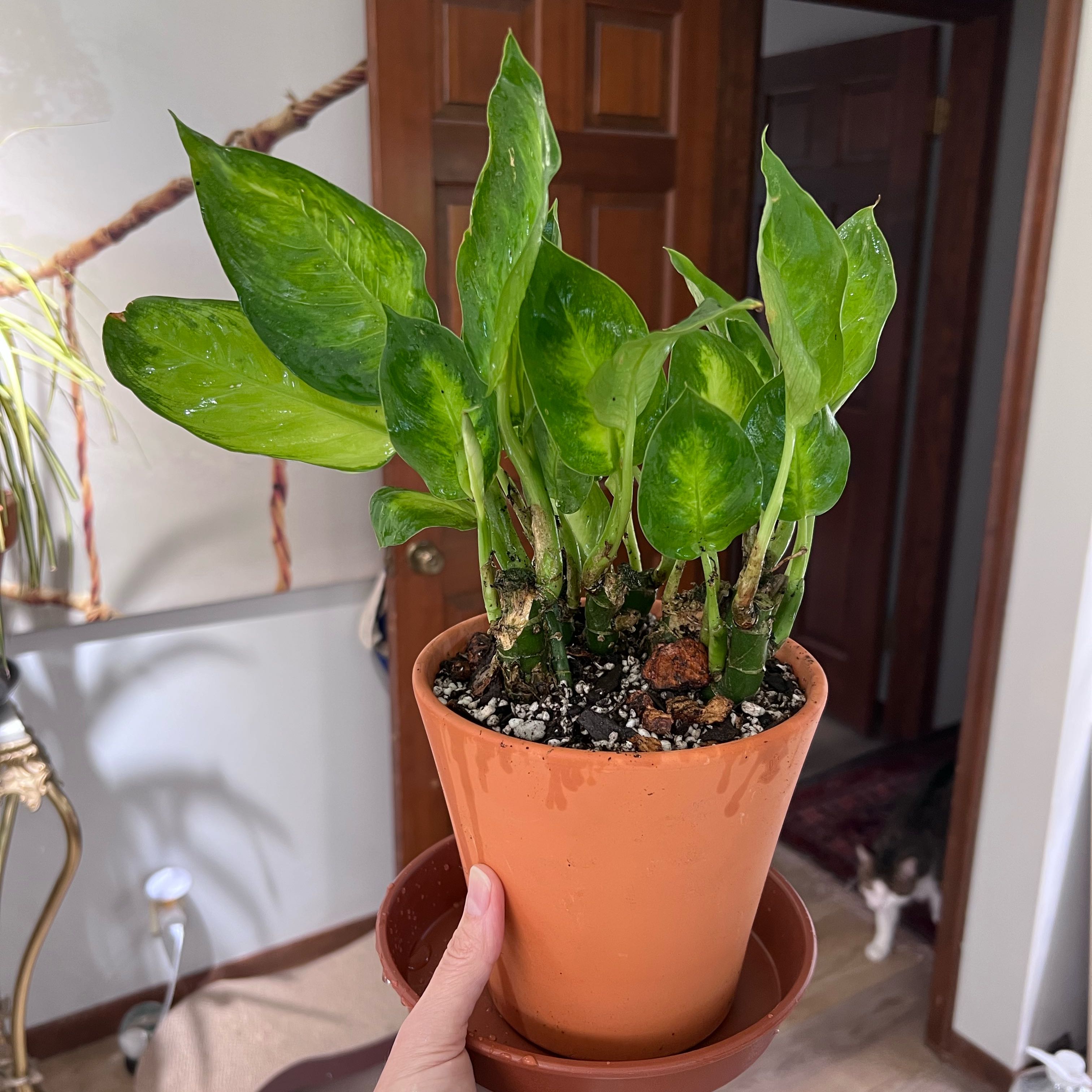 Photo of the plant species Dieffenbachia 'Tropic Marianne' by @UBRmum77 named Tropic Marianne on Greg, the plant care app