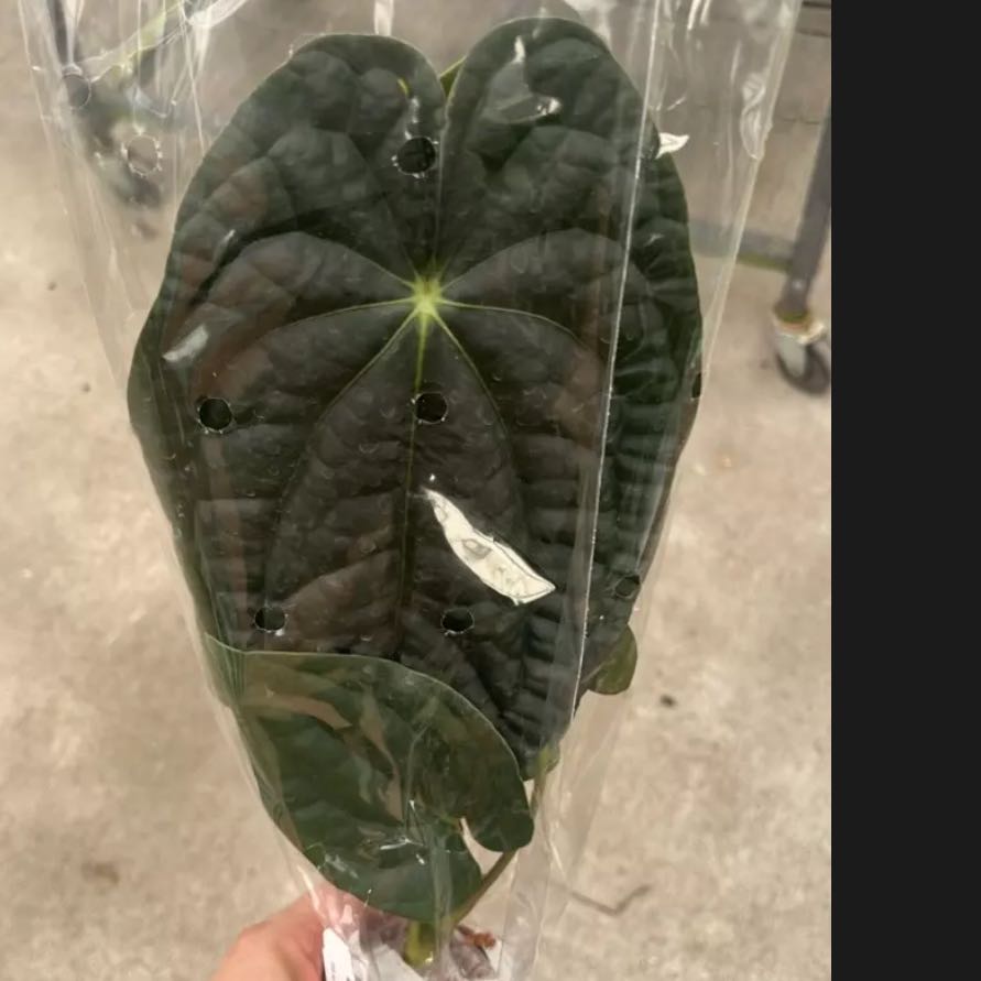 Photo of the plant species Anthurium Papillilaminum × Luxurians Ximeportilla by @UBRmum77 named Midnight Ximeportilla on Greg, the plant care app