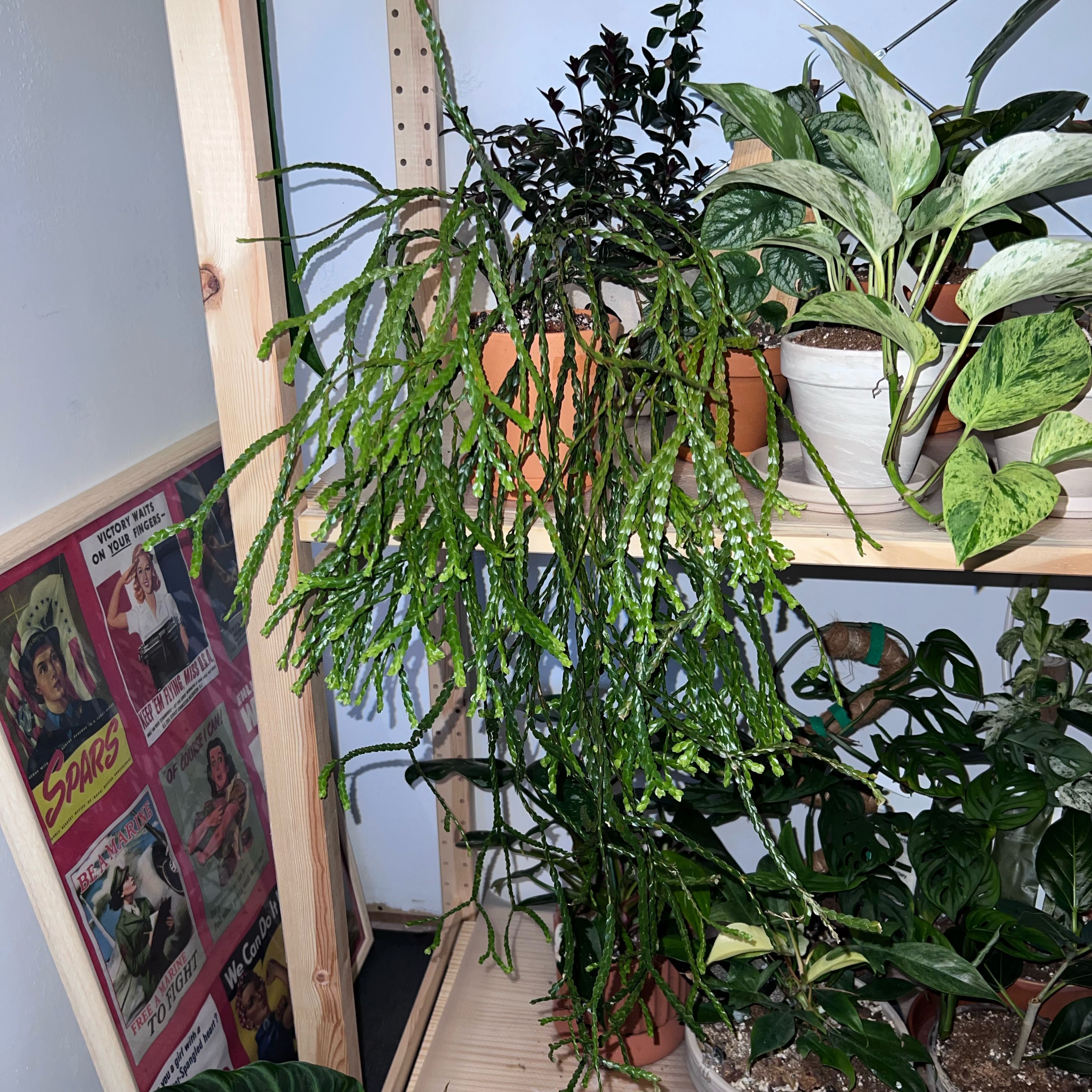 Photo of the plant species Huperzia nummulariifolia by @UBRmum77 named Rod on Greg, the plant care app