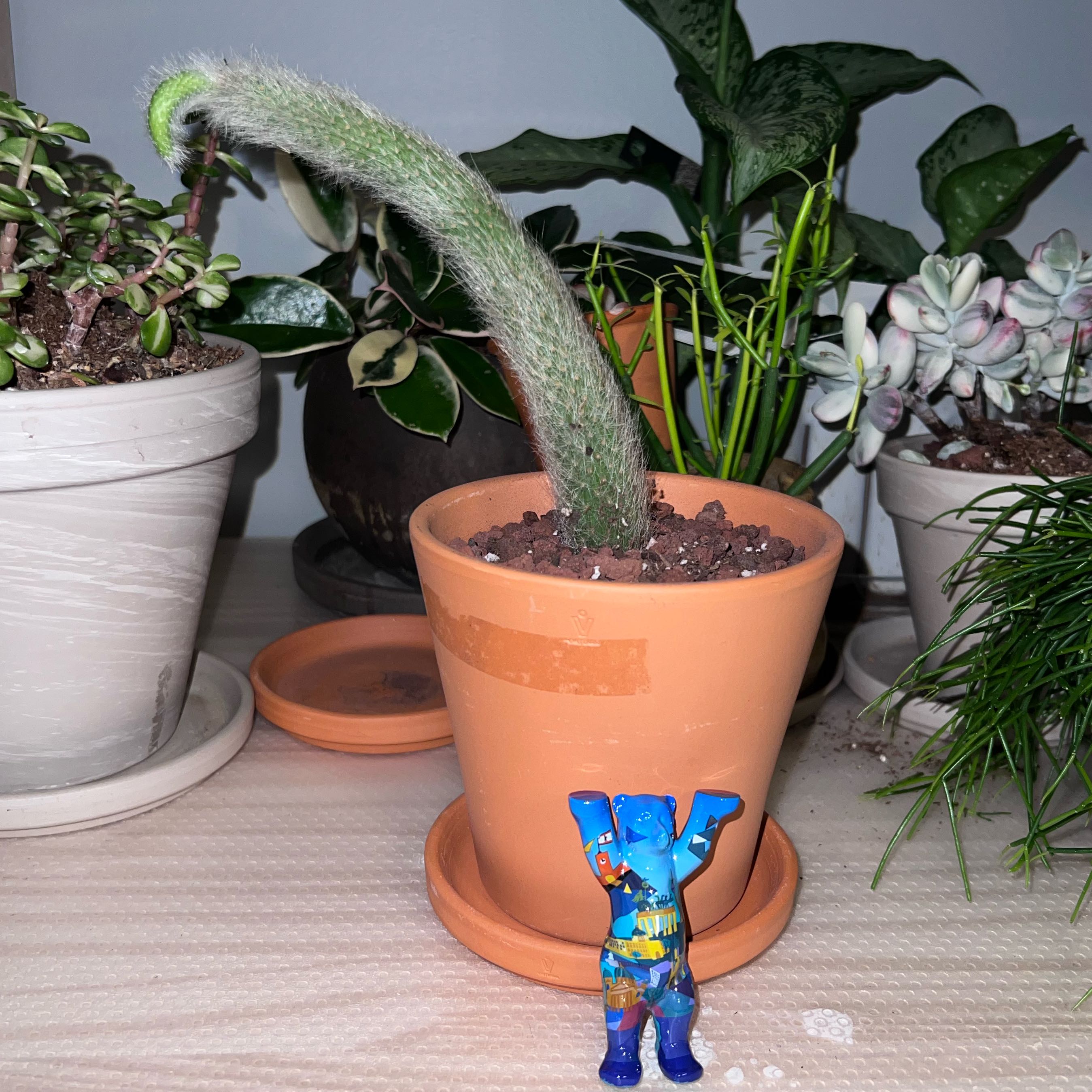 Photo of the plant species Monkey Tail Cactus by @UBRmum77 named Abu on Greg, the plant care app
