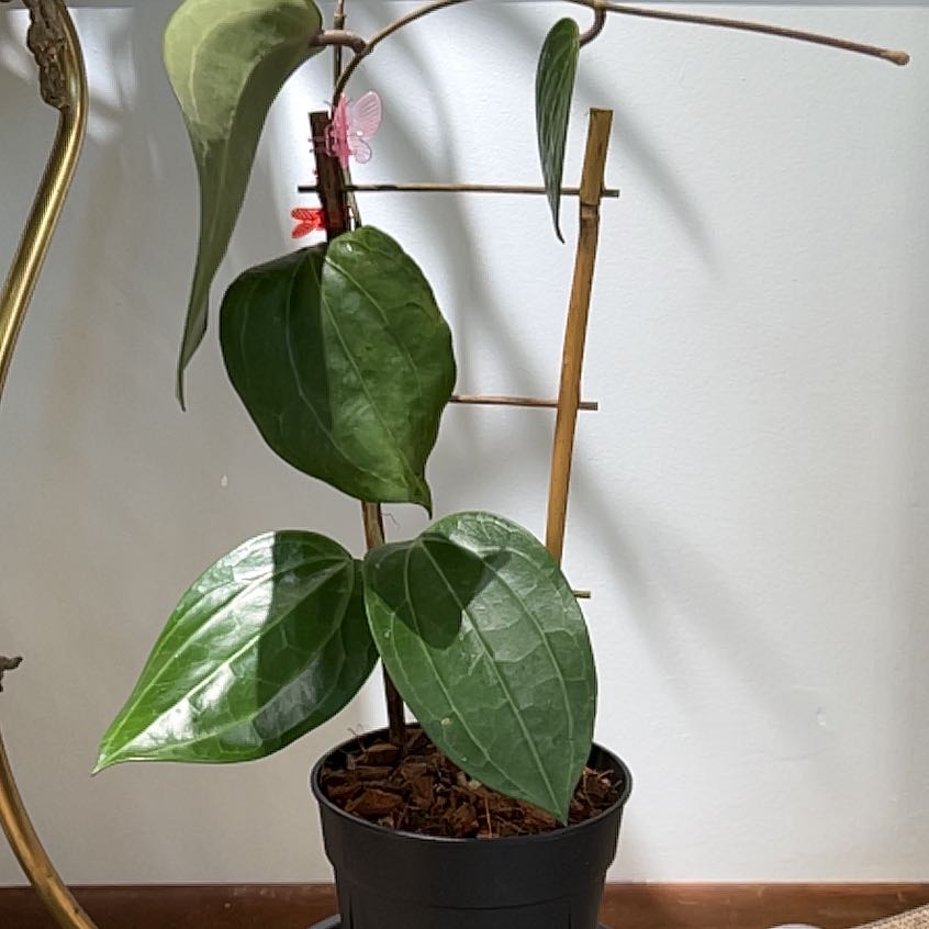 Photo of the plant species Hoya Latifolia by @UBRmum77 named Dinner Plate on Greg, the plant care app