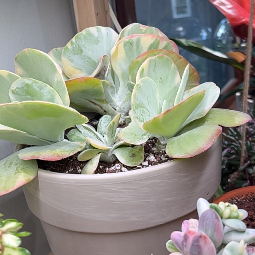 Photo of the plant species Kalanchoe Luciae Fantasy by @UBRmum77 named Tolkien on Greg, the plant care app