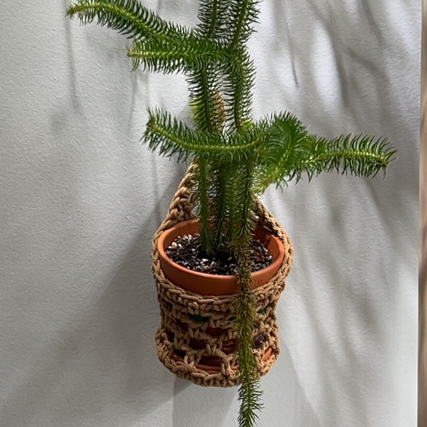 Photo of the plant species Rock Tassel Fern by @UBRmum77 named Bodhi on Greg, the plant care app