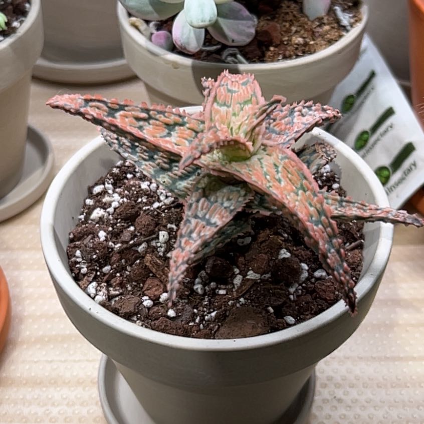 Photo of the plant species Aloe 'Lacey' by @UBRmum77 named Kylie on Greg, the plant care app