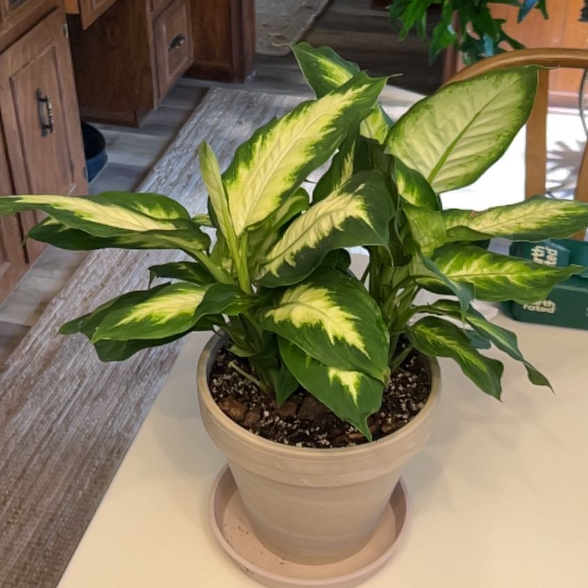 Photo of the plant species Dieffenbachia 'Tropic Marianne' by @UBRmum77 named ChloroPhil on Greg, the plant care app