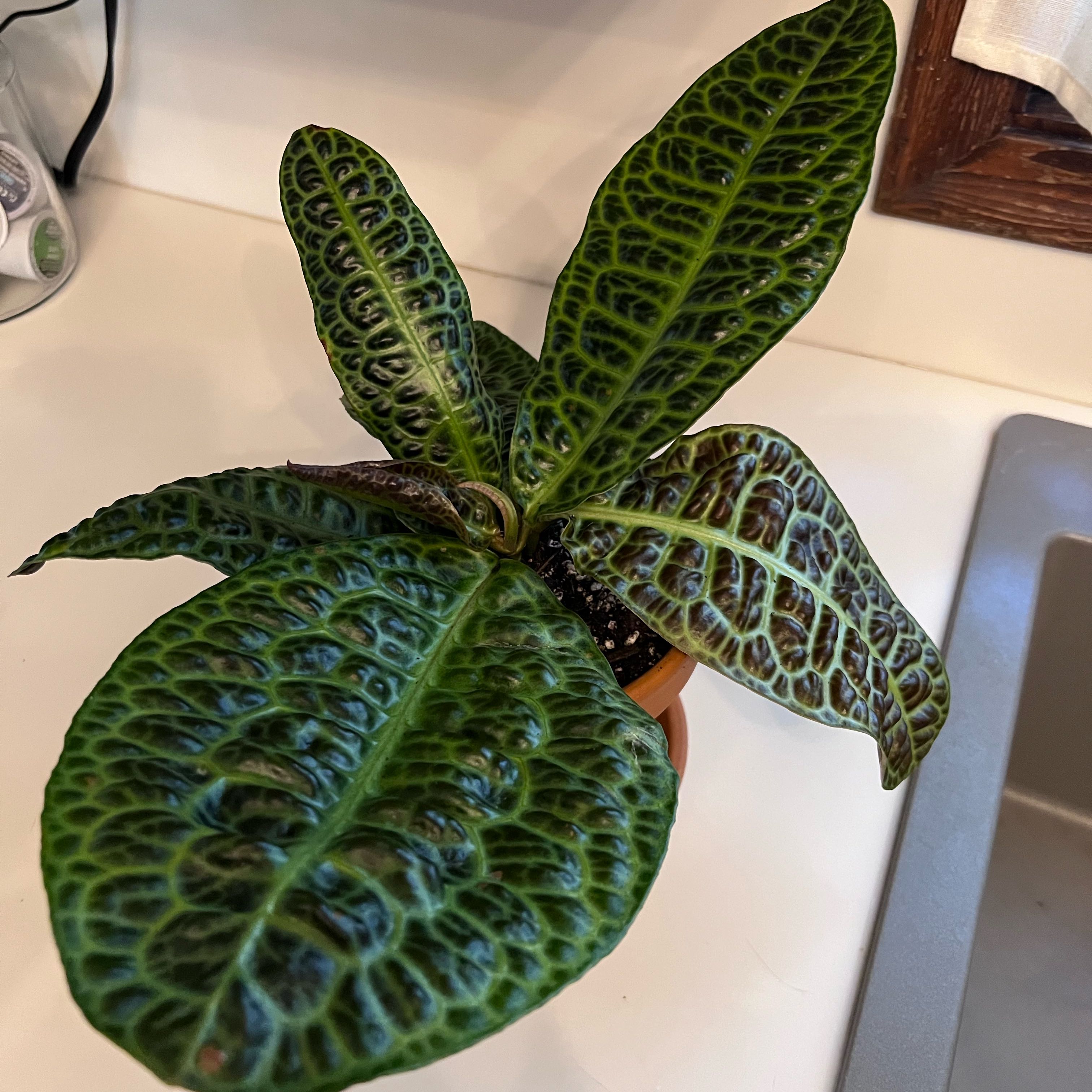 Photo of the plant species Kacip Fatimah by @UBRmum77 named Lola on Greg, the plant care app