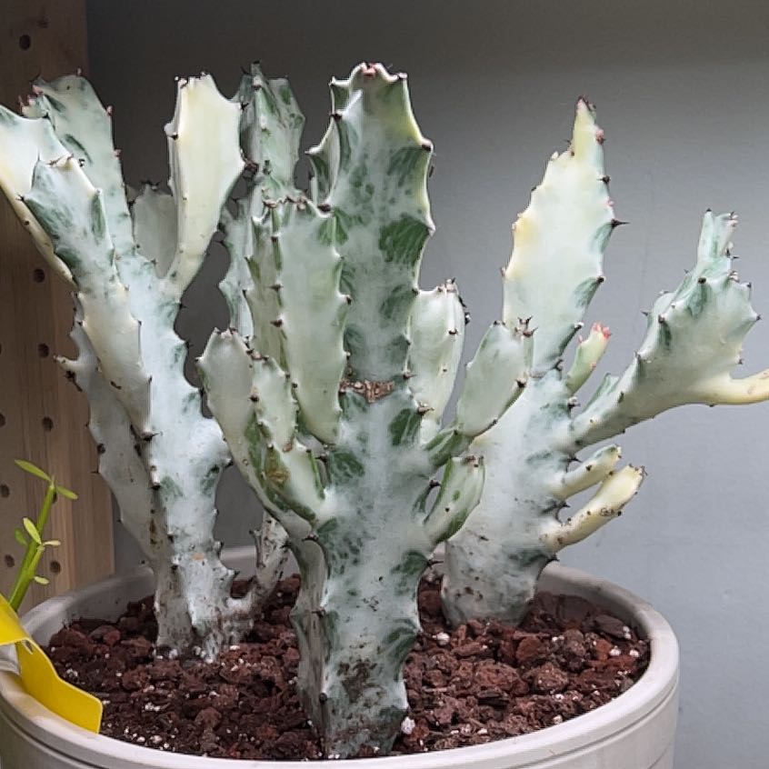 Photo of the plant species White Ghost Cactus by @UBRmum77 named Gomez on Greg, the plant care app