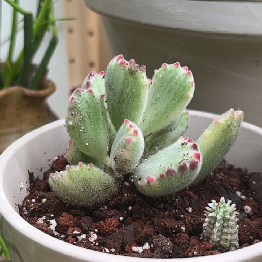 Photo of the plant species Cotyledon tomentosa 'Variegata' by @UBRmum77 named Kendall on Greg, the plant care app