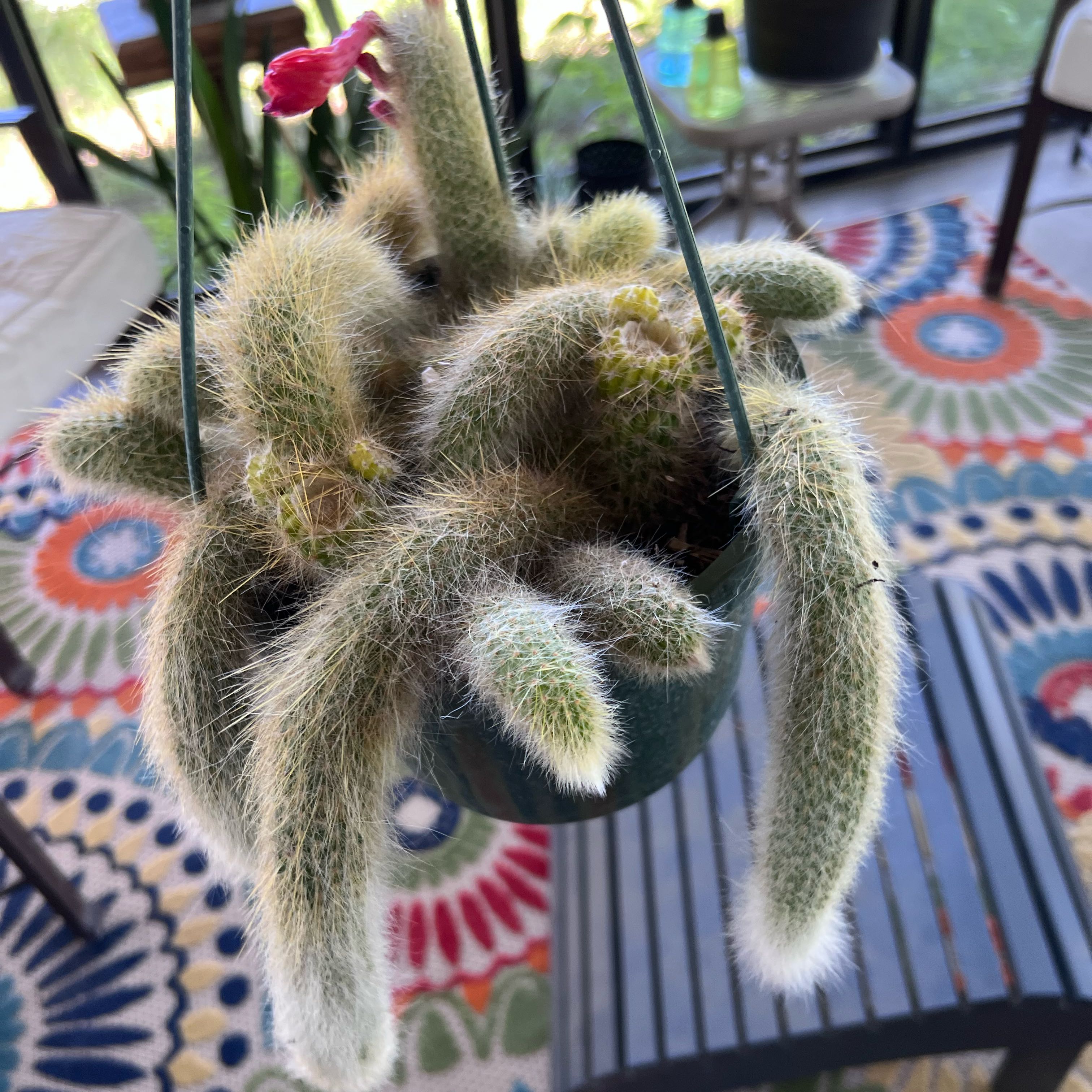 Photo of the plant species Monkey's Tail Cactus by @UBRmum77 named King Louie (The Jungle Book) on Greg, the plant care app